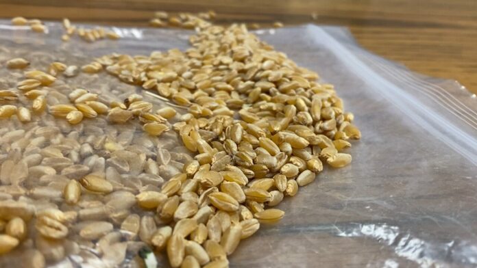 Virginia, Utah residents report receiving unsolicited packets of seeds in the mail reportedly from China