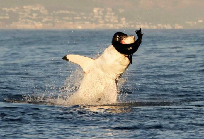 WARNING GRAPHIC IMAGE: Great white shark spotted breaching water to feed on seal pup