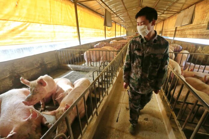 What we’re watching: A swine flu threat emerges in China