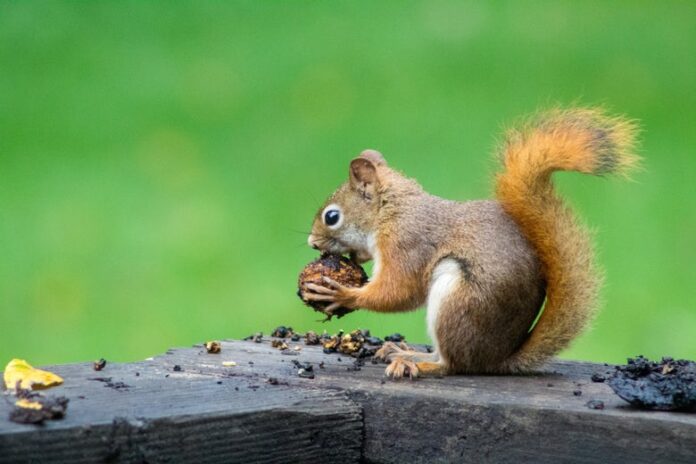 You Do Not Need to Worry About the Bubonic Plague Squirrel in Colorado