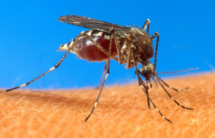 2 N.J. residents infected with West Nile Virus