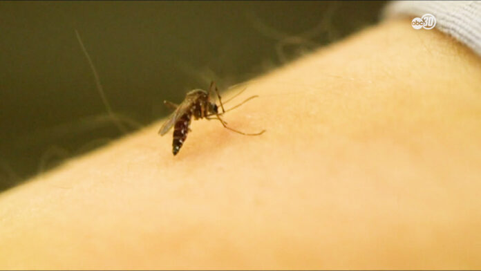 Authorities start spraying after West Nile-carrying mosquitoes detected in Clovis -TV