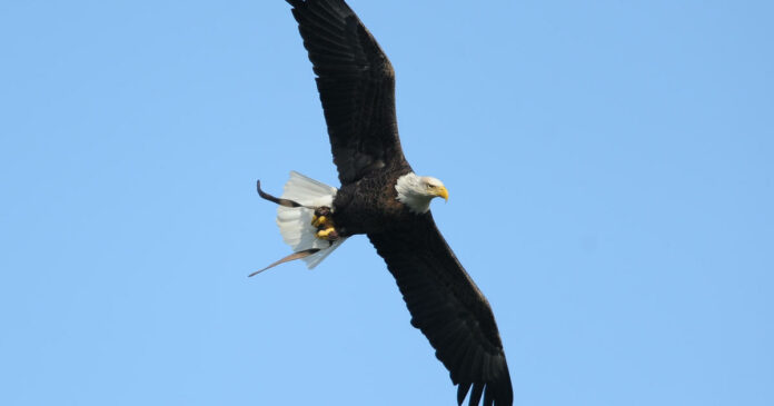 Bald eagle wins duel with state’s $950 drone, sending it to the bottom of Lake Michigan