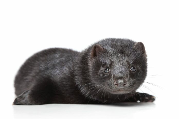 Coronavirus cases discovered in minks on Utah farms, first in the US