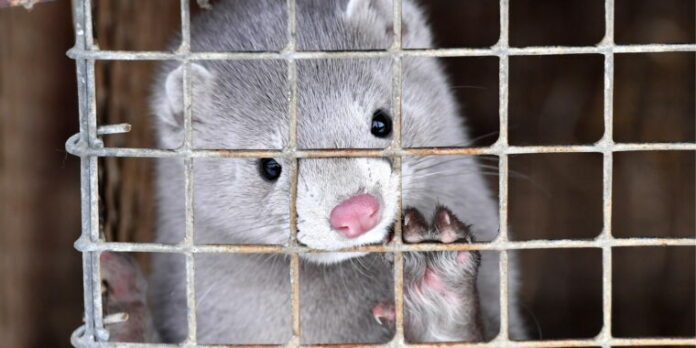 Coronavirus creeps into US mink farms, “unusually larger numbers” dead