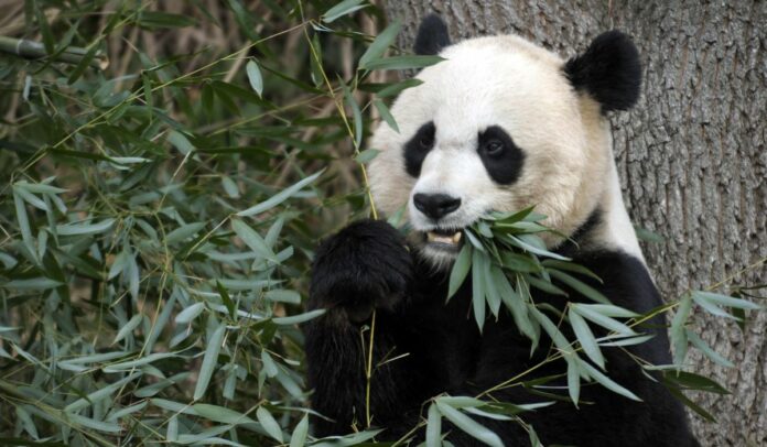 Panda cub born at D.C. National Zoo