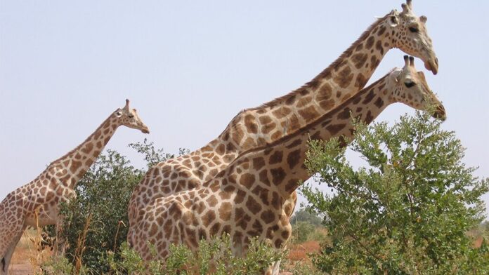 Six French tourists, two others, killed in ambush at African giraffe reserve