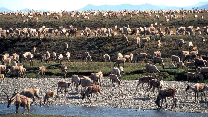 Trump Administration Moves Closer To Allowing Oil Drilling In Arctic Refuge