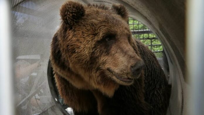 Brown bear recaptured after 3rd escape from wildlife habitat, 2nd of the year