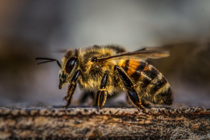 Honeybee venom contains chemical that kills breast cancer cells in minutes, study shows