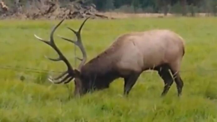 Oregon officials rescue elk who caught antlers in downed wires: video
