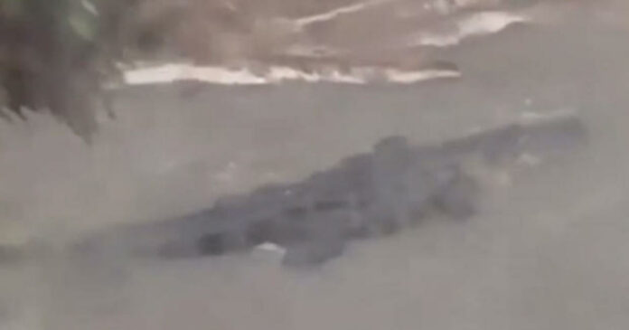 Video shows huge alligator swimming in storm surge after Hurricane Sally hit