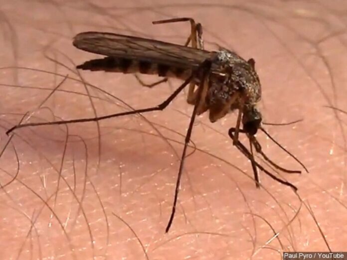 Wisconsin reports first 2020 death from eastern equine encephalitis