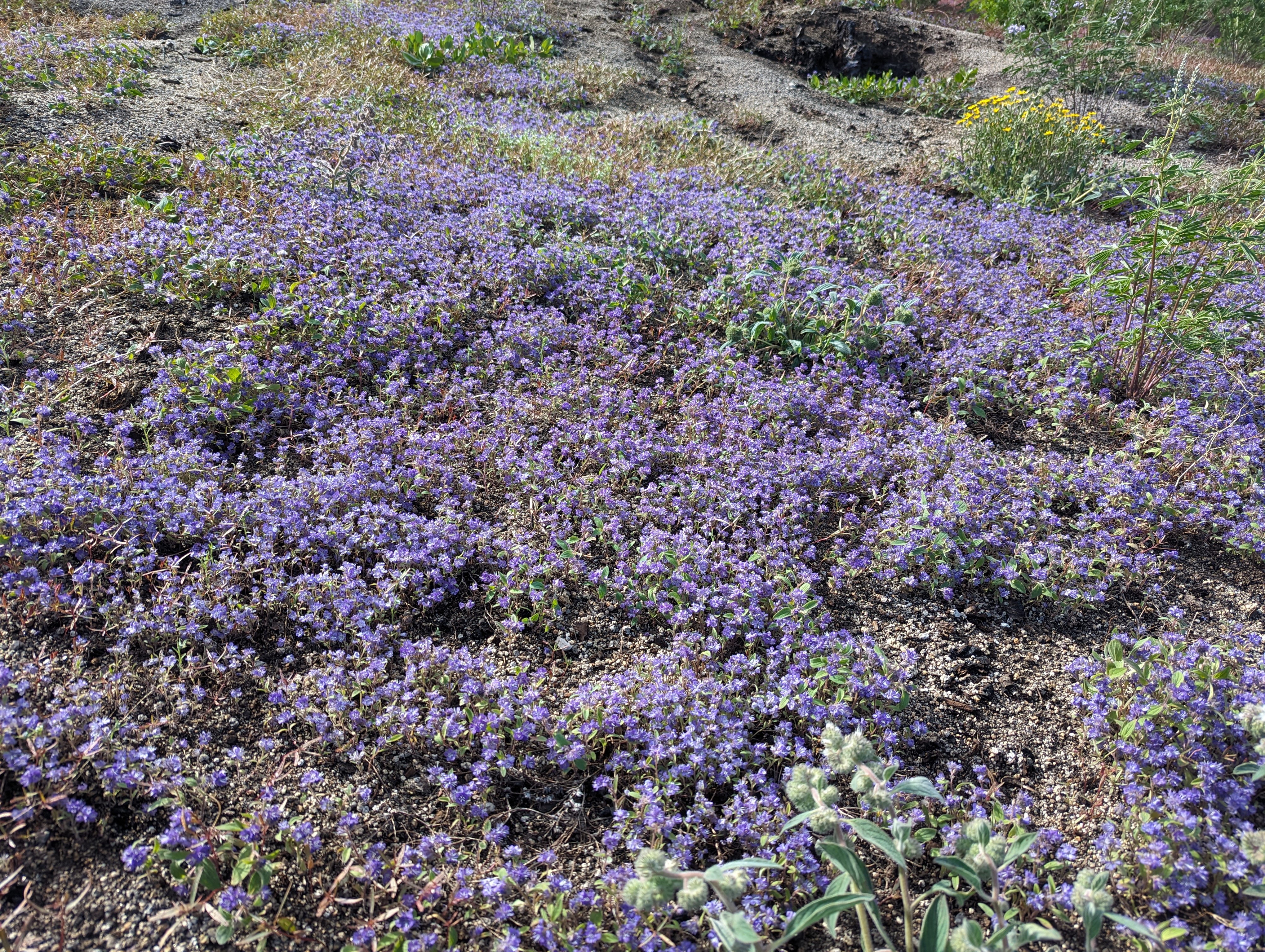 One of the many types of wildflowers we saw