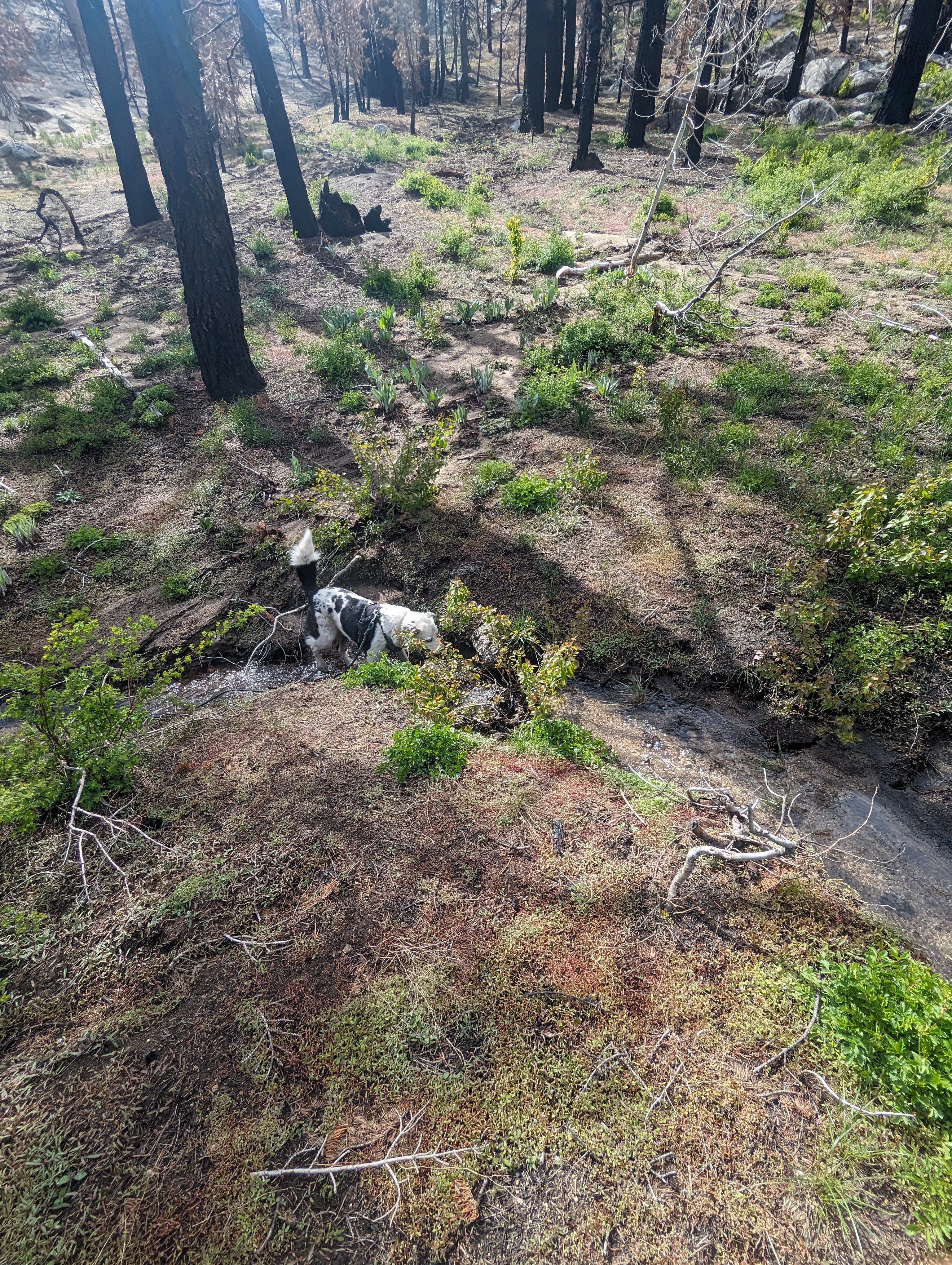 George in the second creek