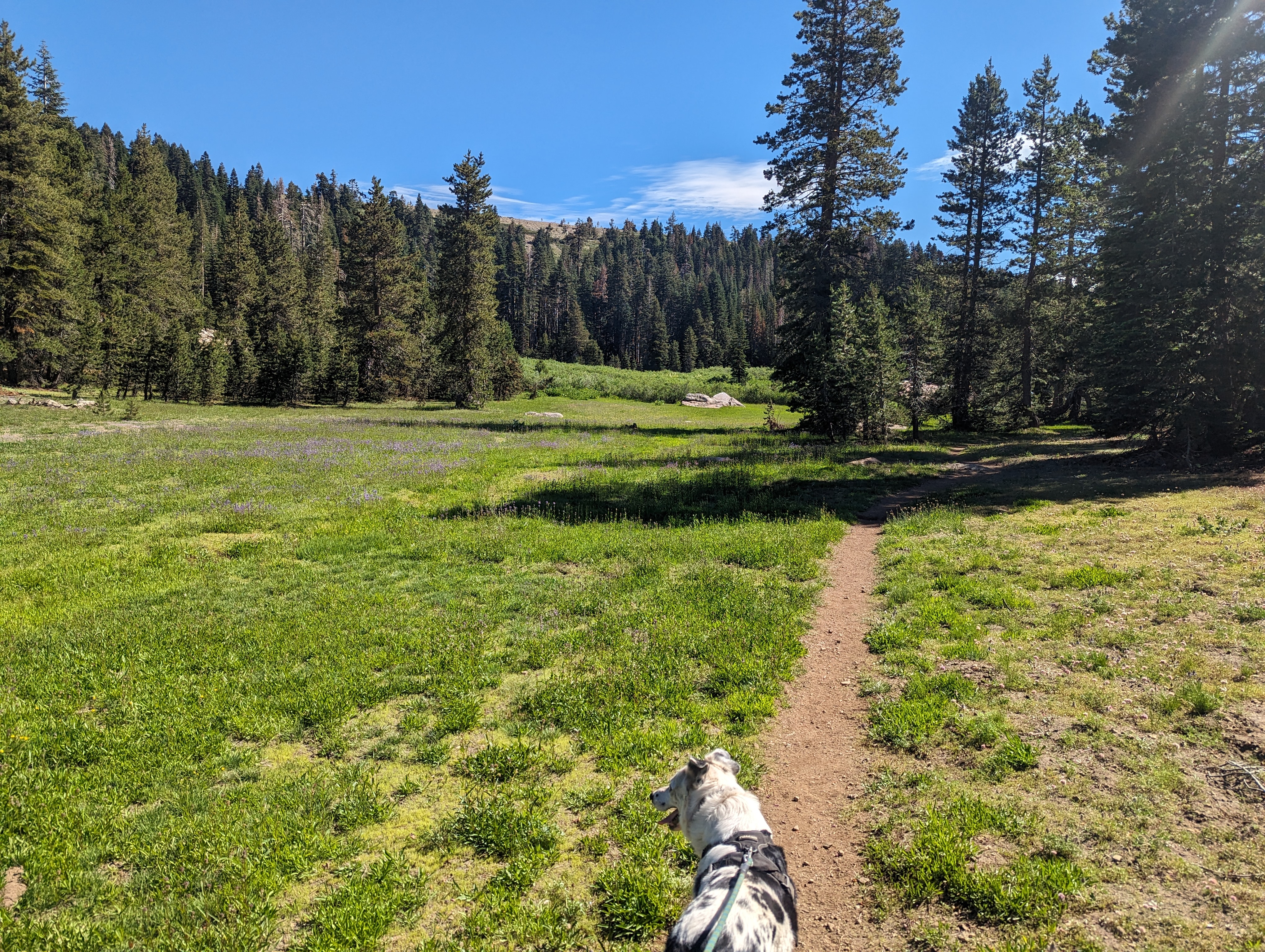 George Enjoying a nice meadow