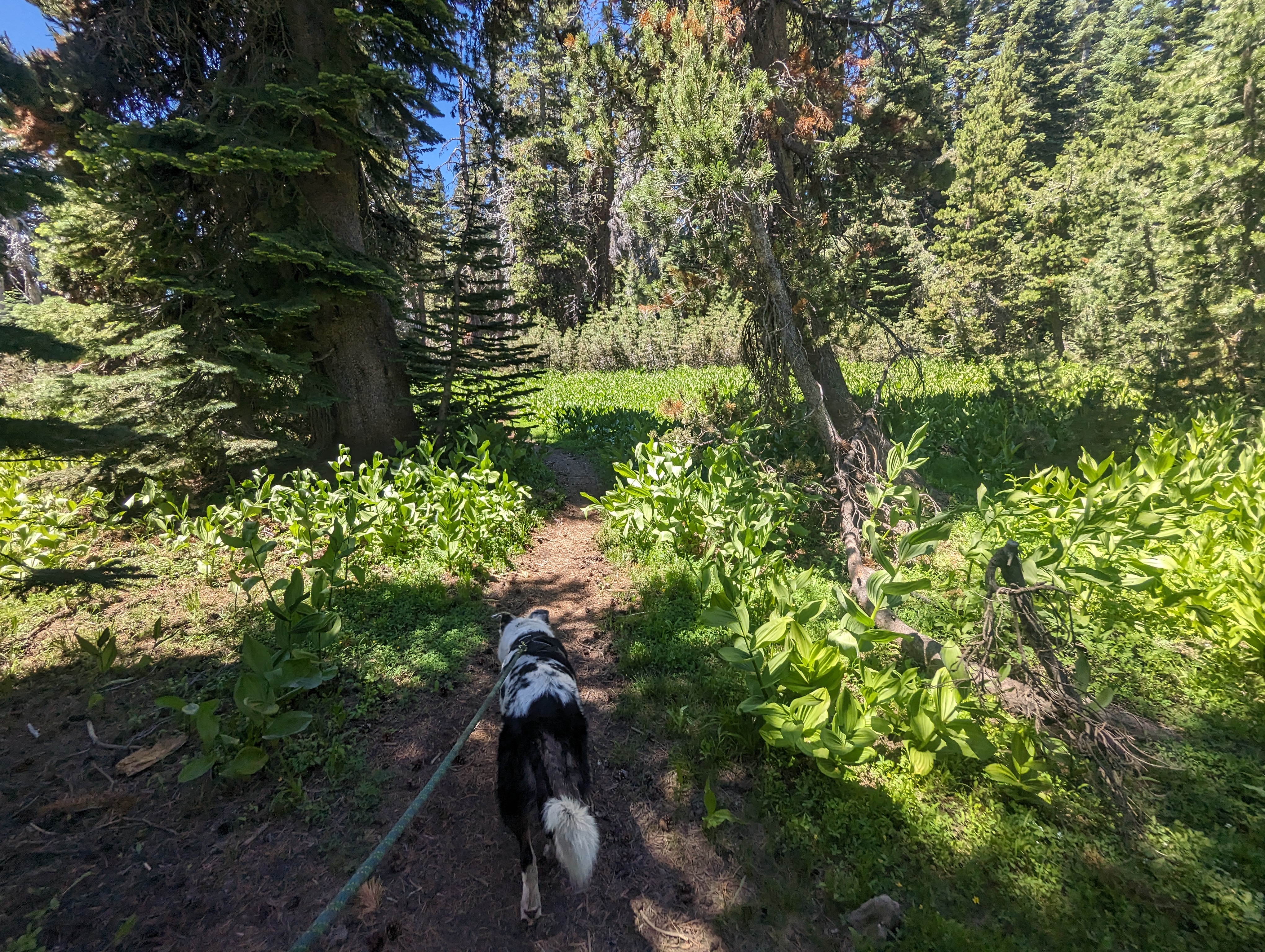 George eagerly leading the way back