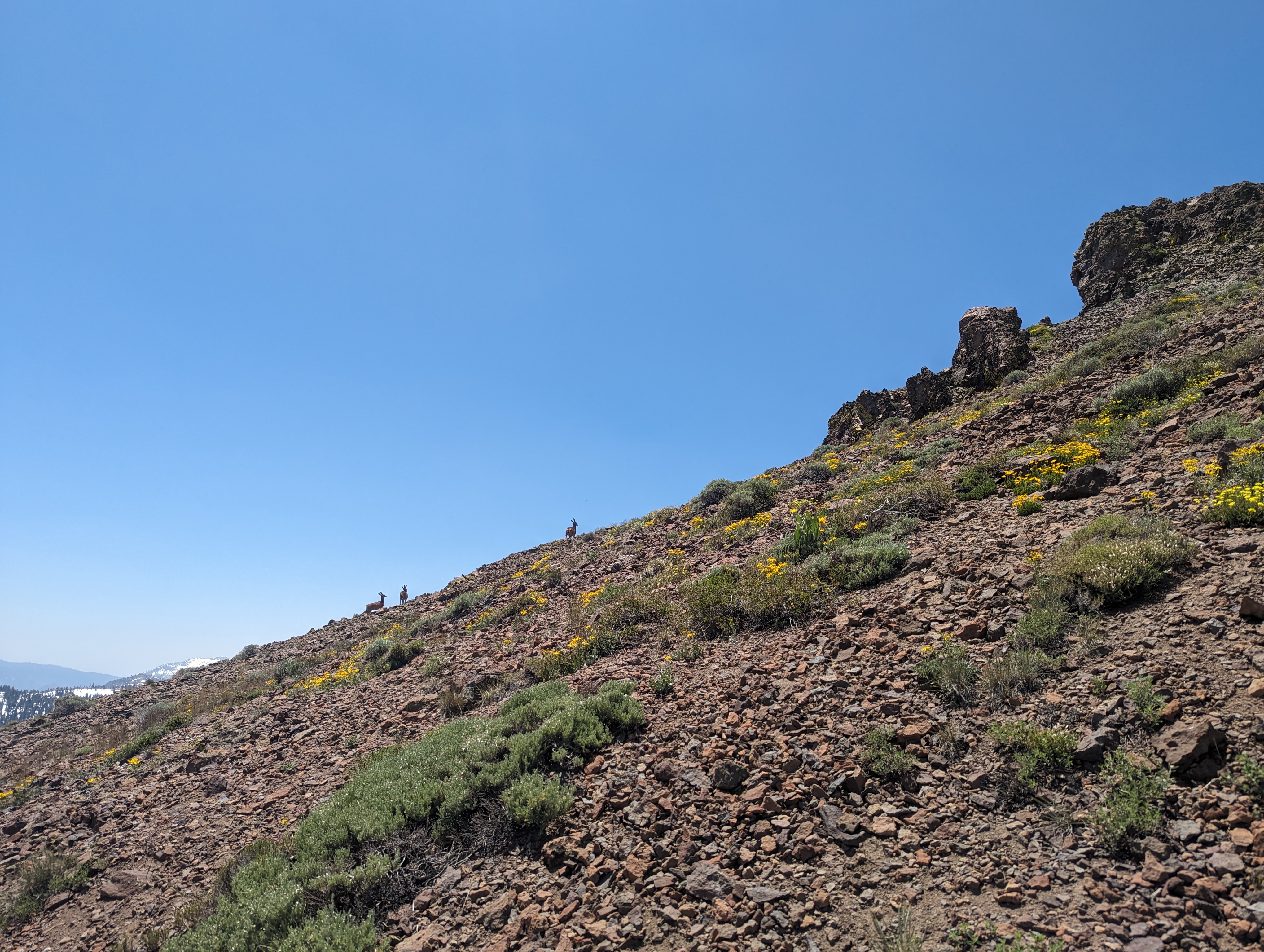 Deer near the summit