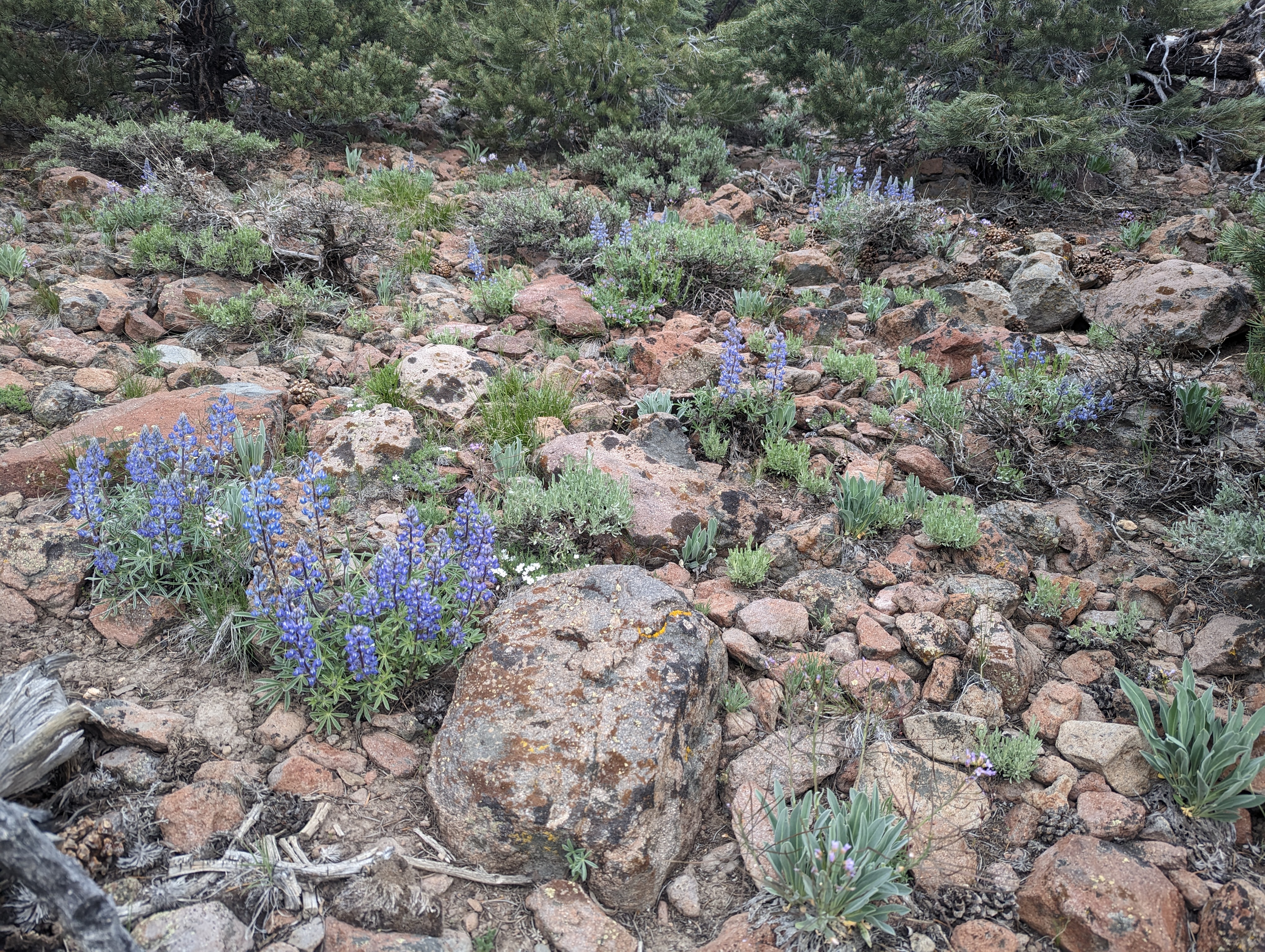 Some Lupine early into the walk