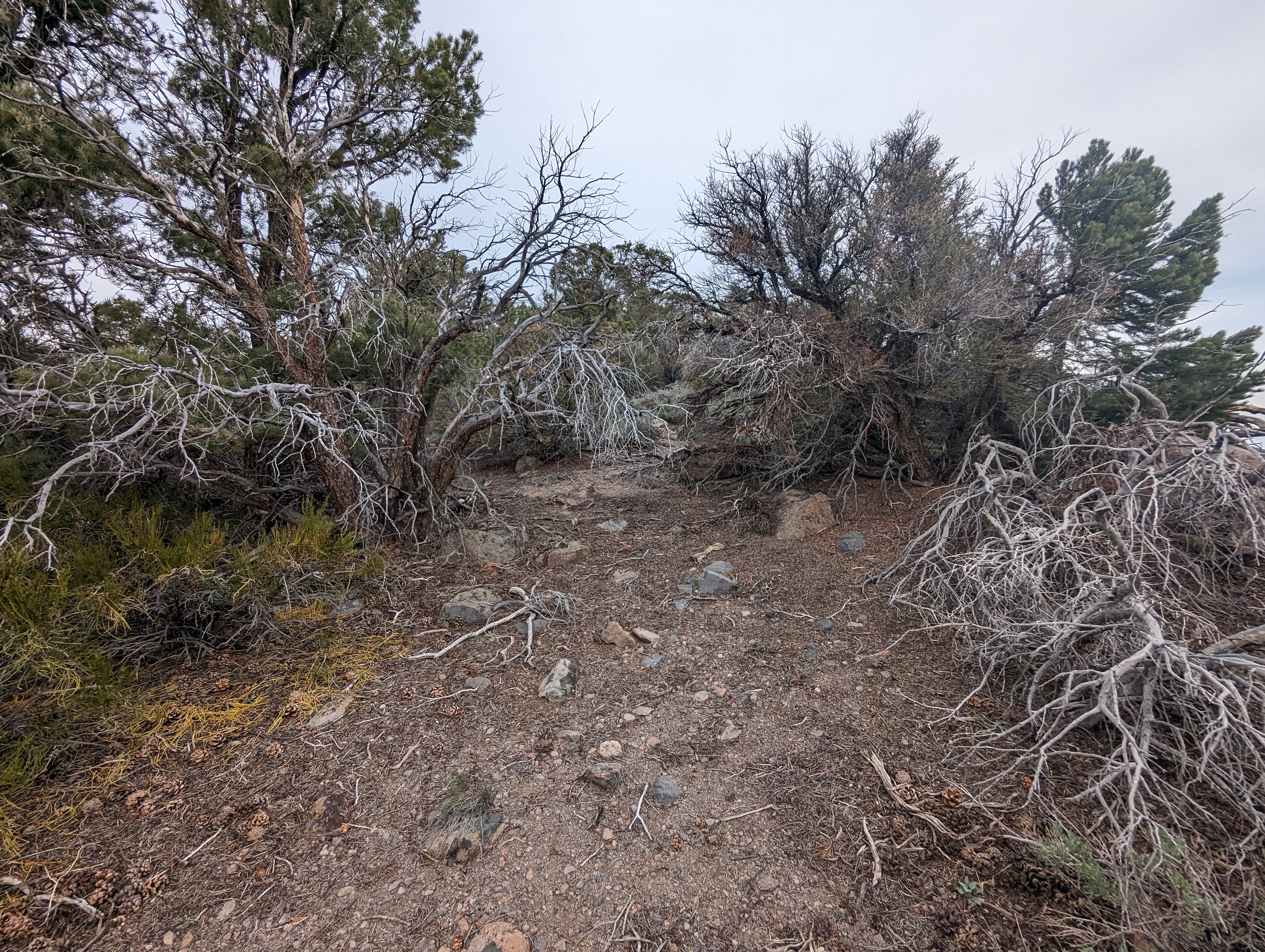 Bushwhacking conditions near the top of Black Mountain