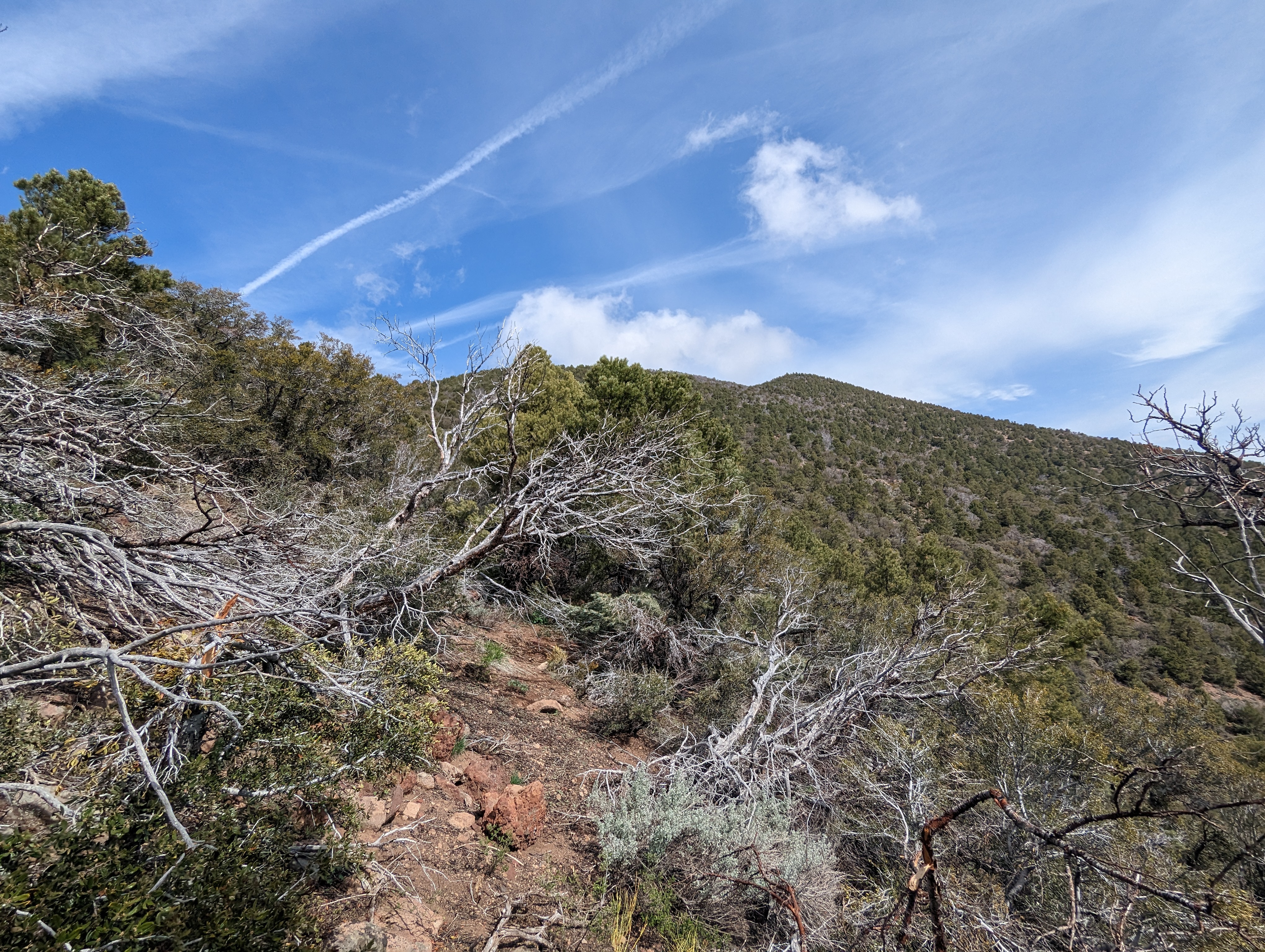 The view from midway up the bushwhack to the ridge