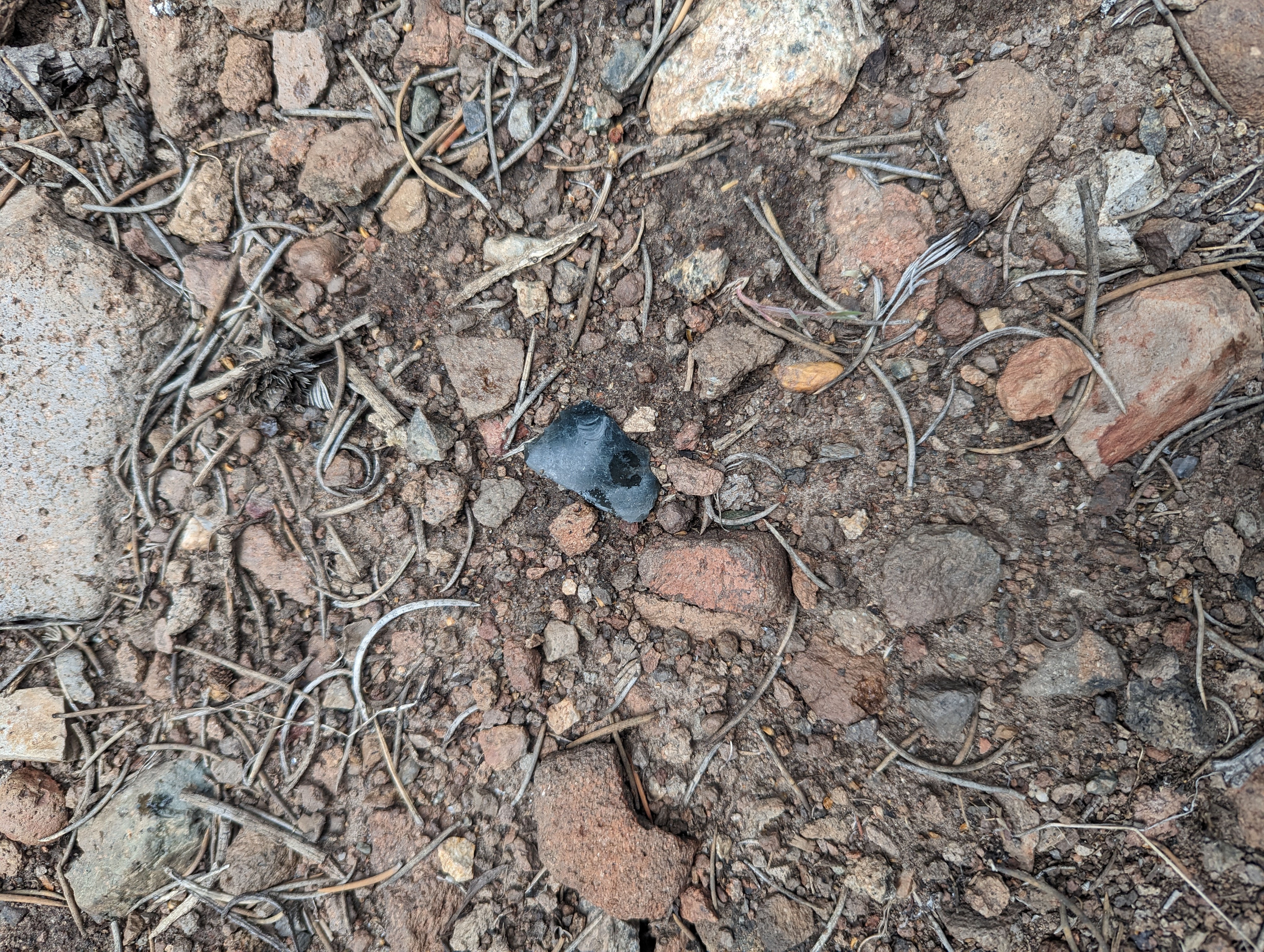 One of many obsidian flakes I saw in a small area