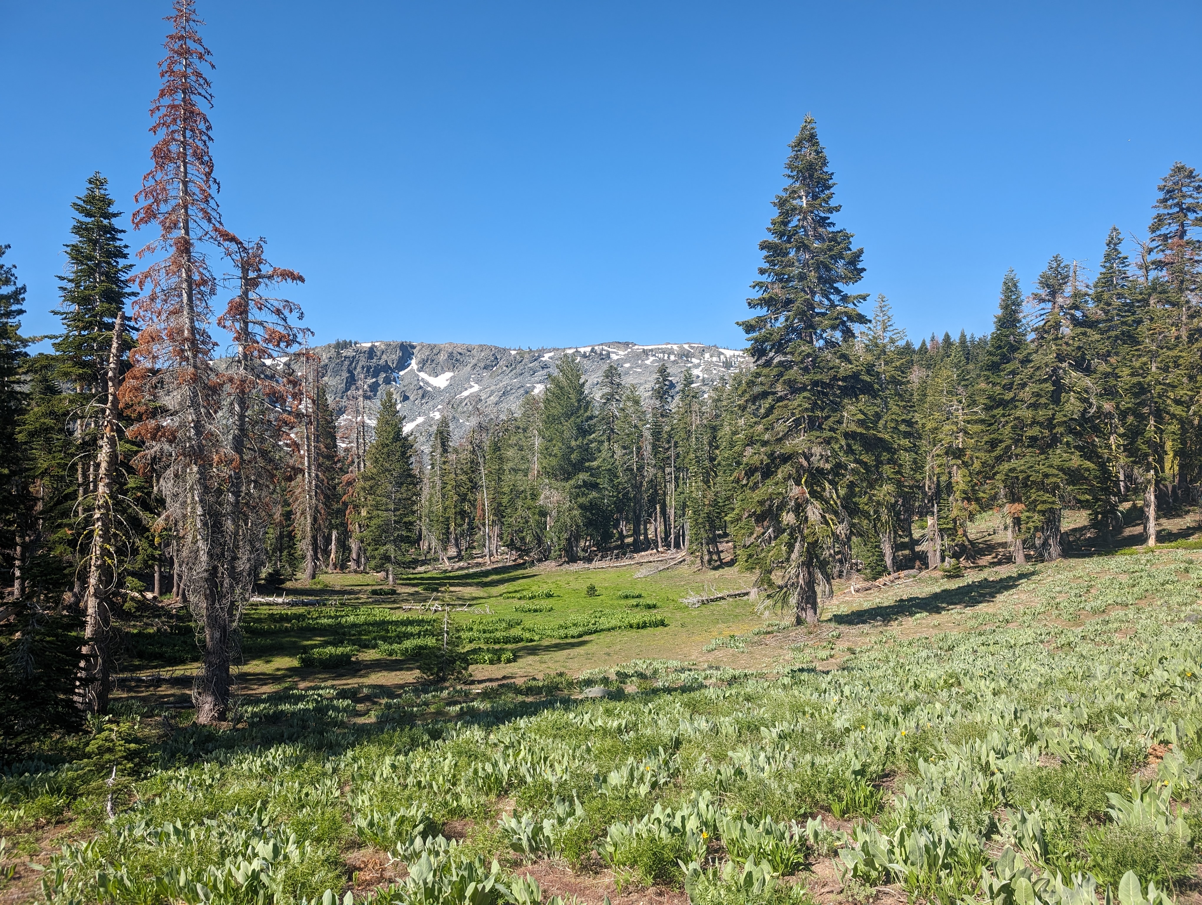 Snow Mountain behind a nice meadow section