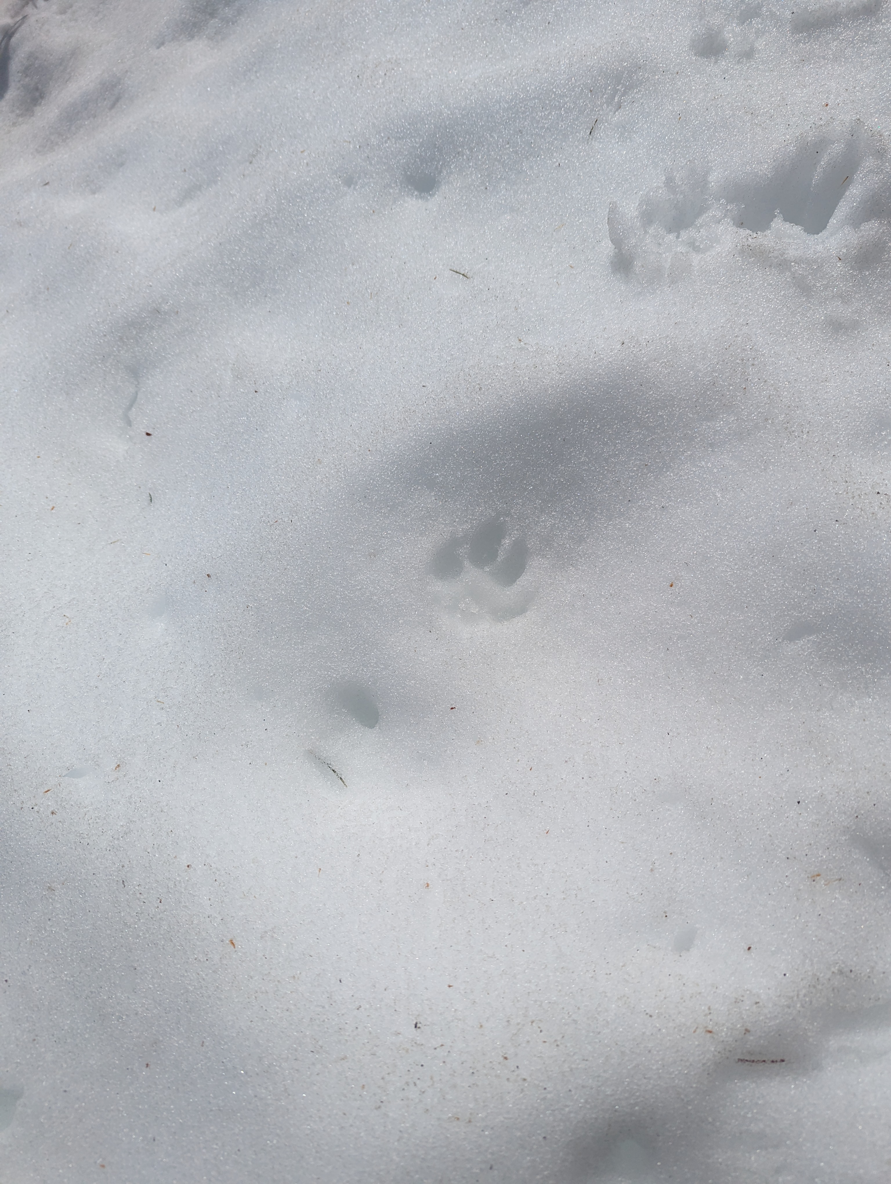 Tracks in the snow