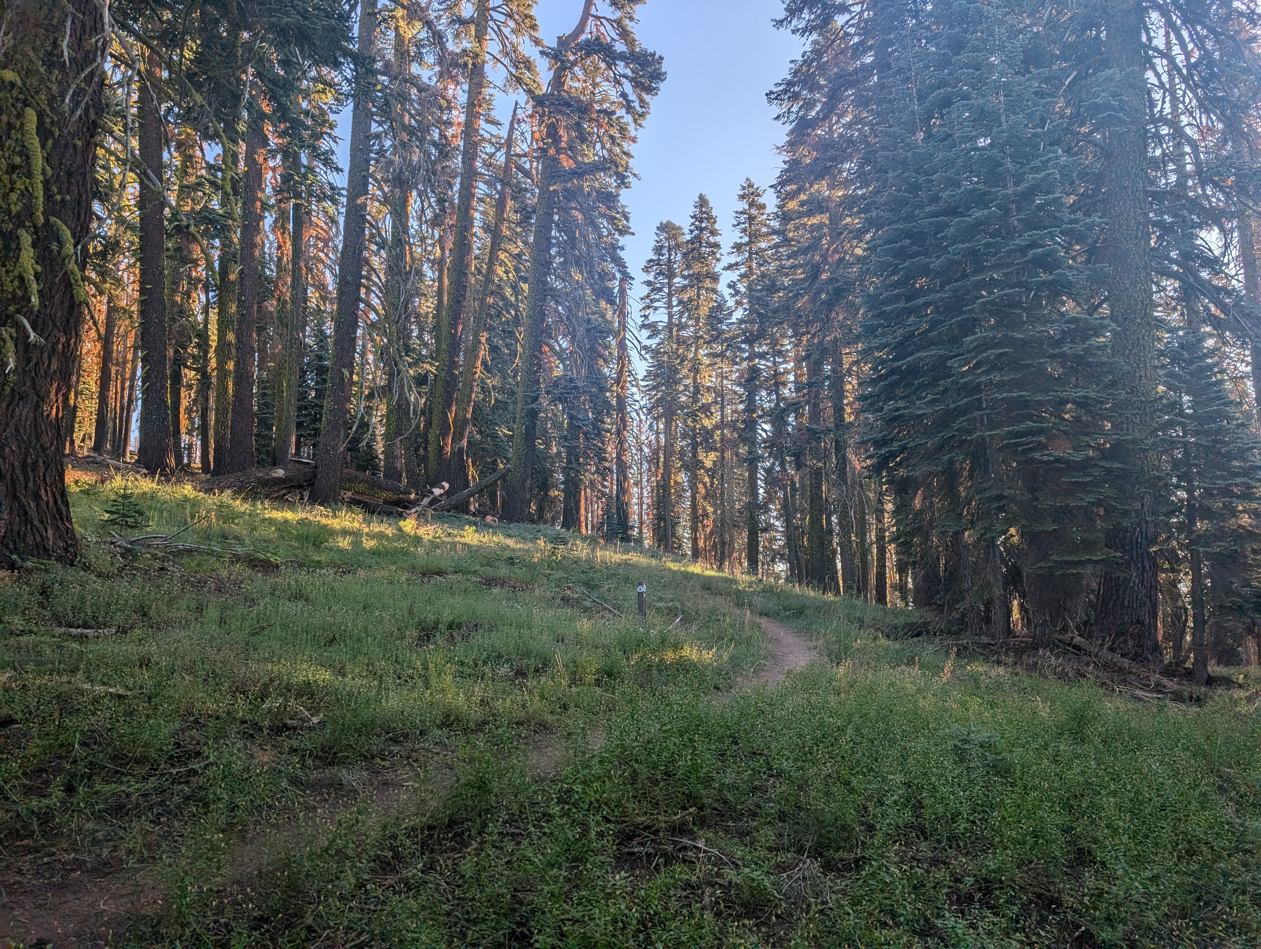 On the PCT before Echo Lakes