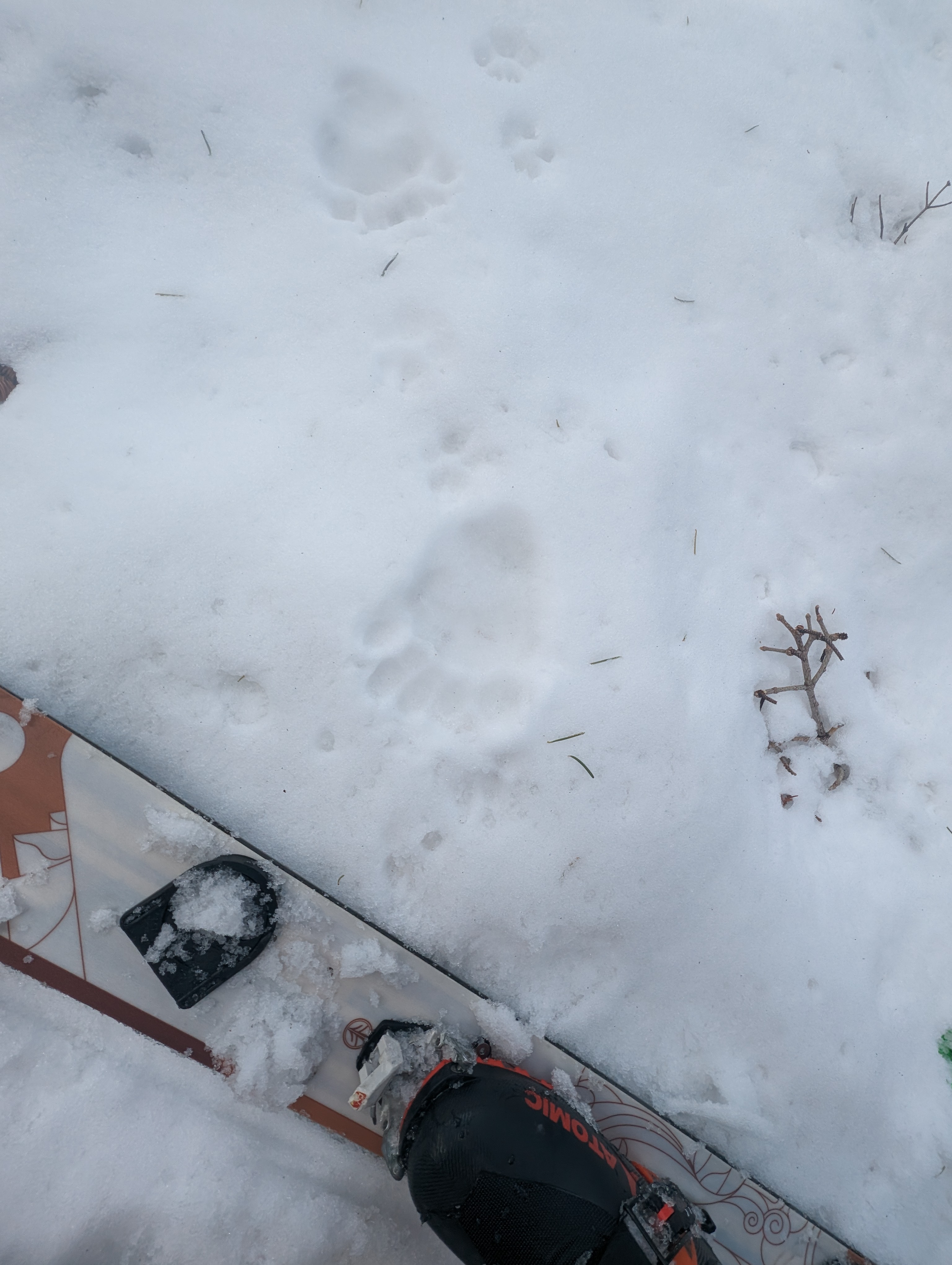 A small bear track close to the trailhead