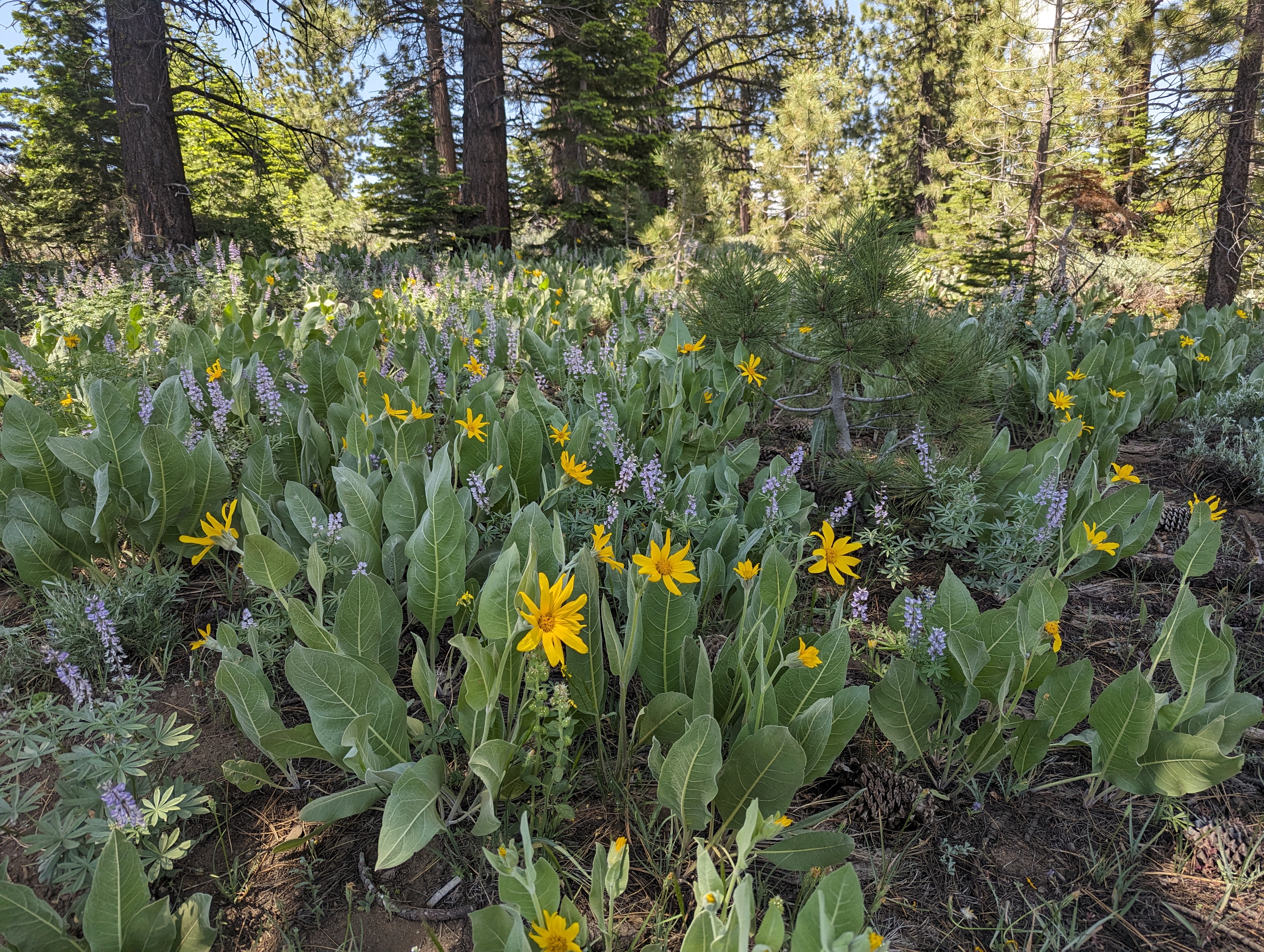 Wildflowers near the Spooner Summit Trailhead