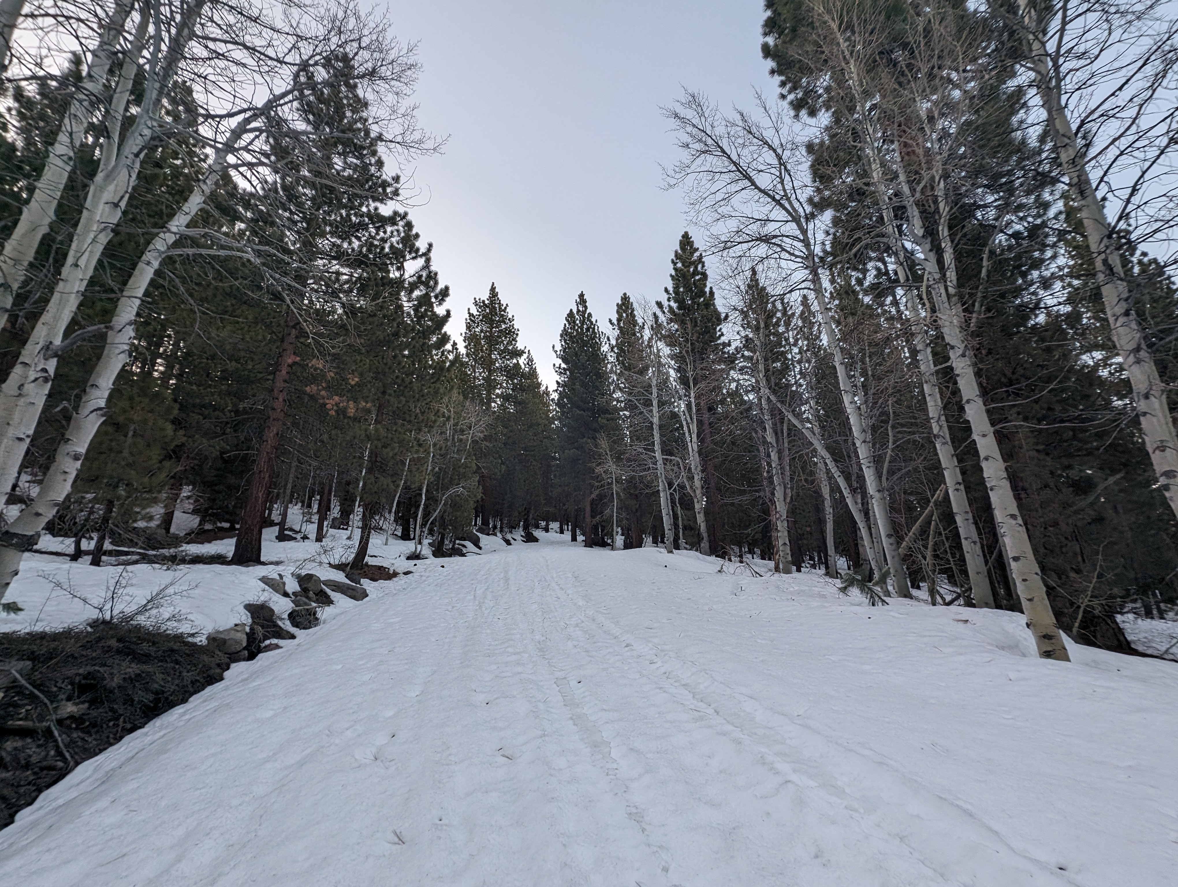 Aspens along Burnside Lake Road