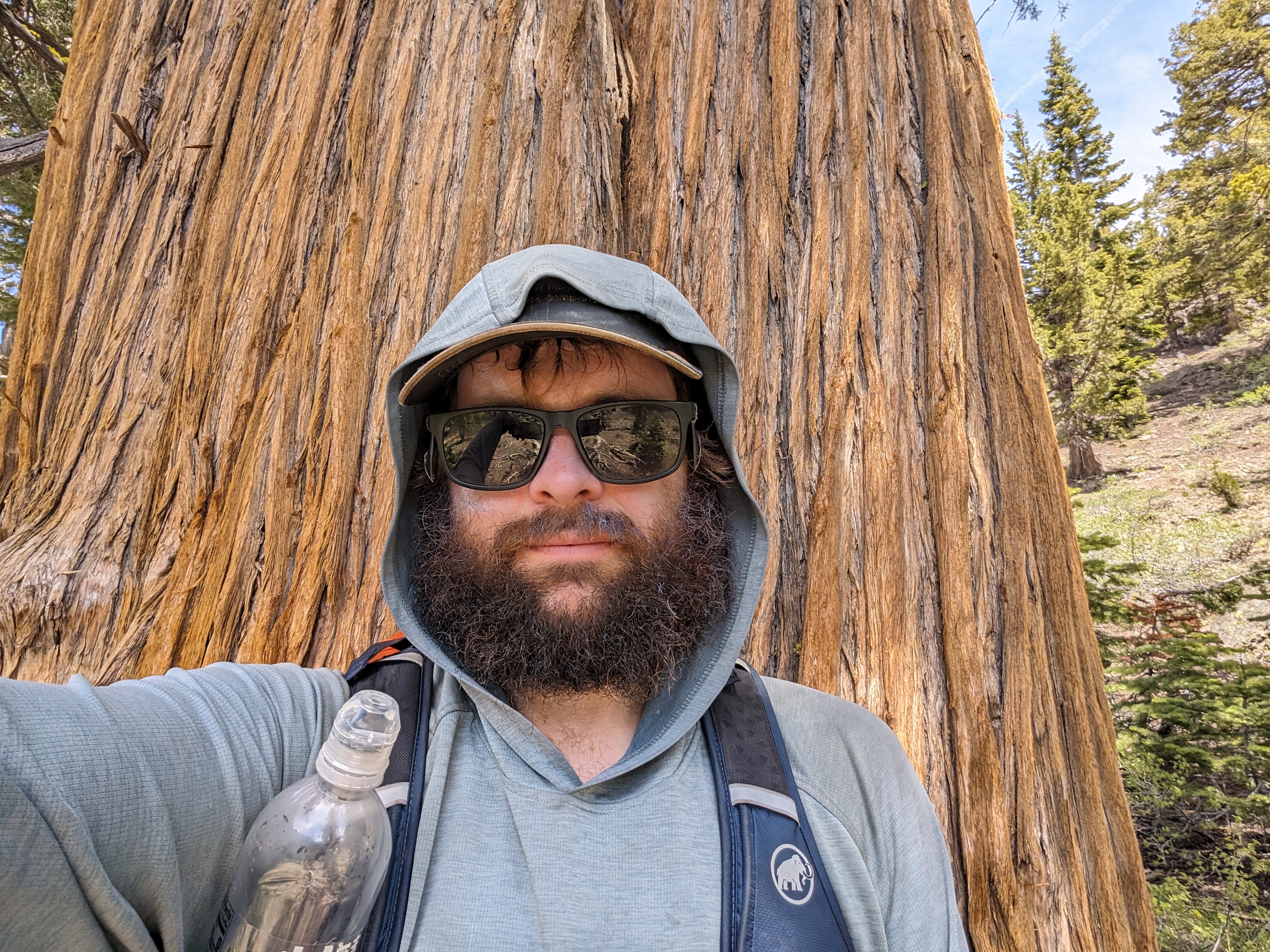 A monster Juniper with me for scale