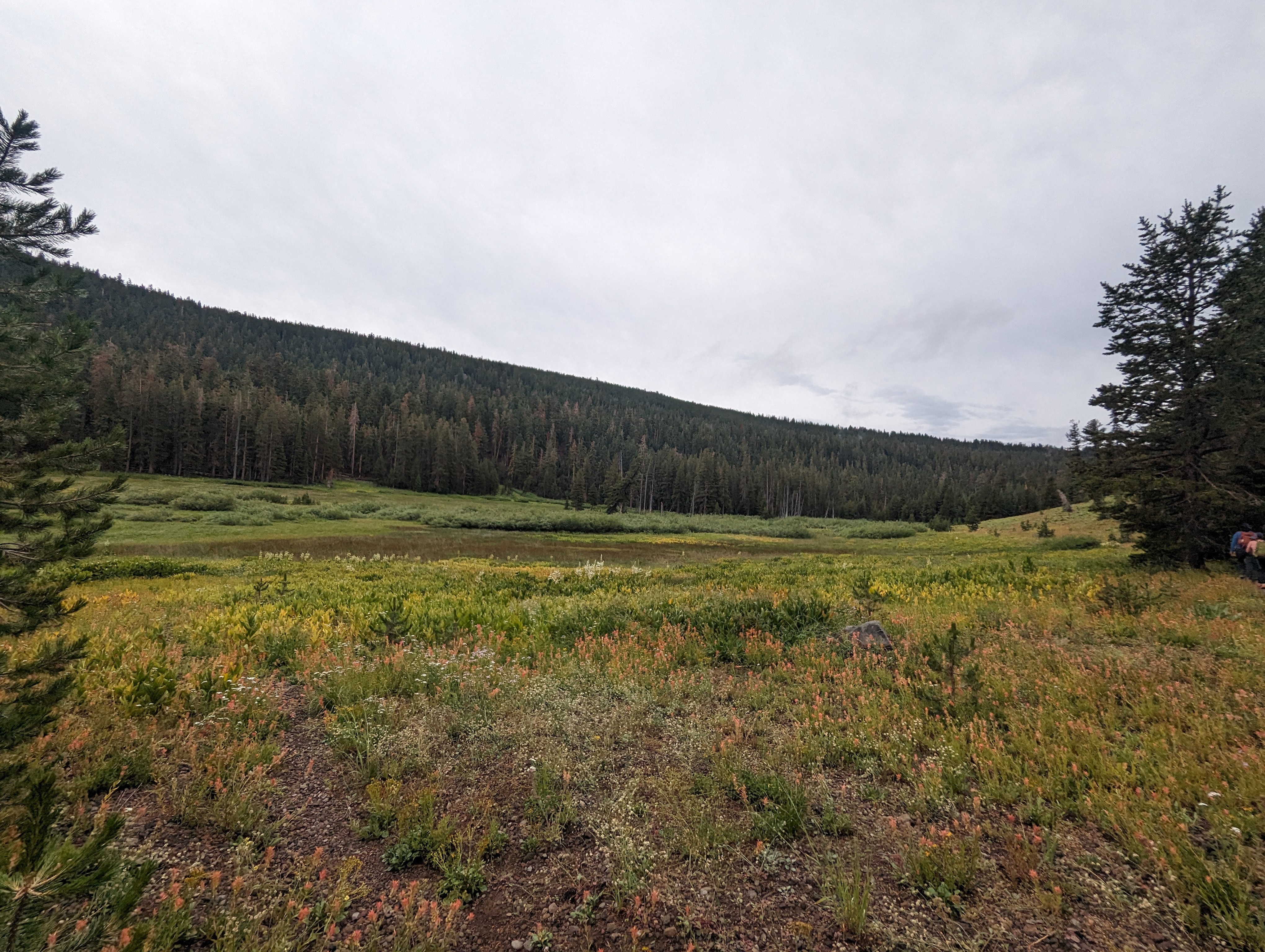 Cold stream meadow