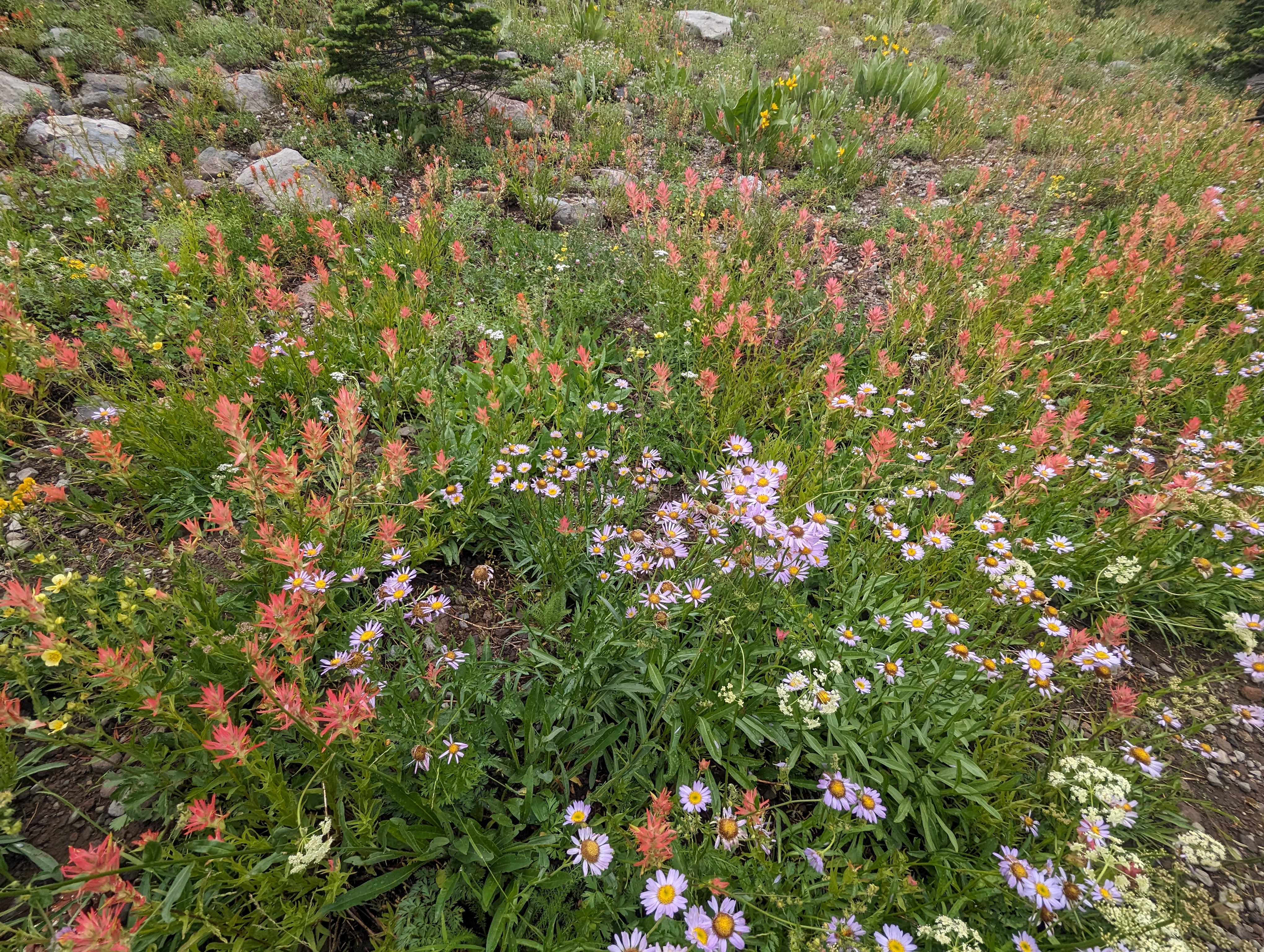 Wildflowers in Cold Stream Meadow