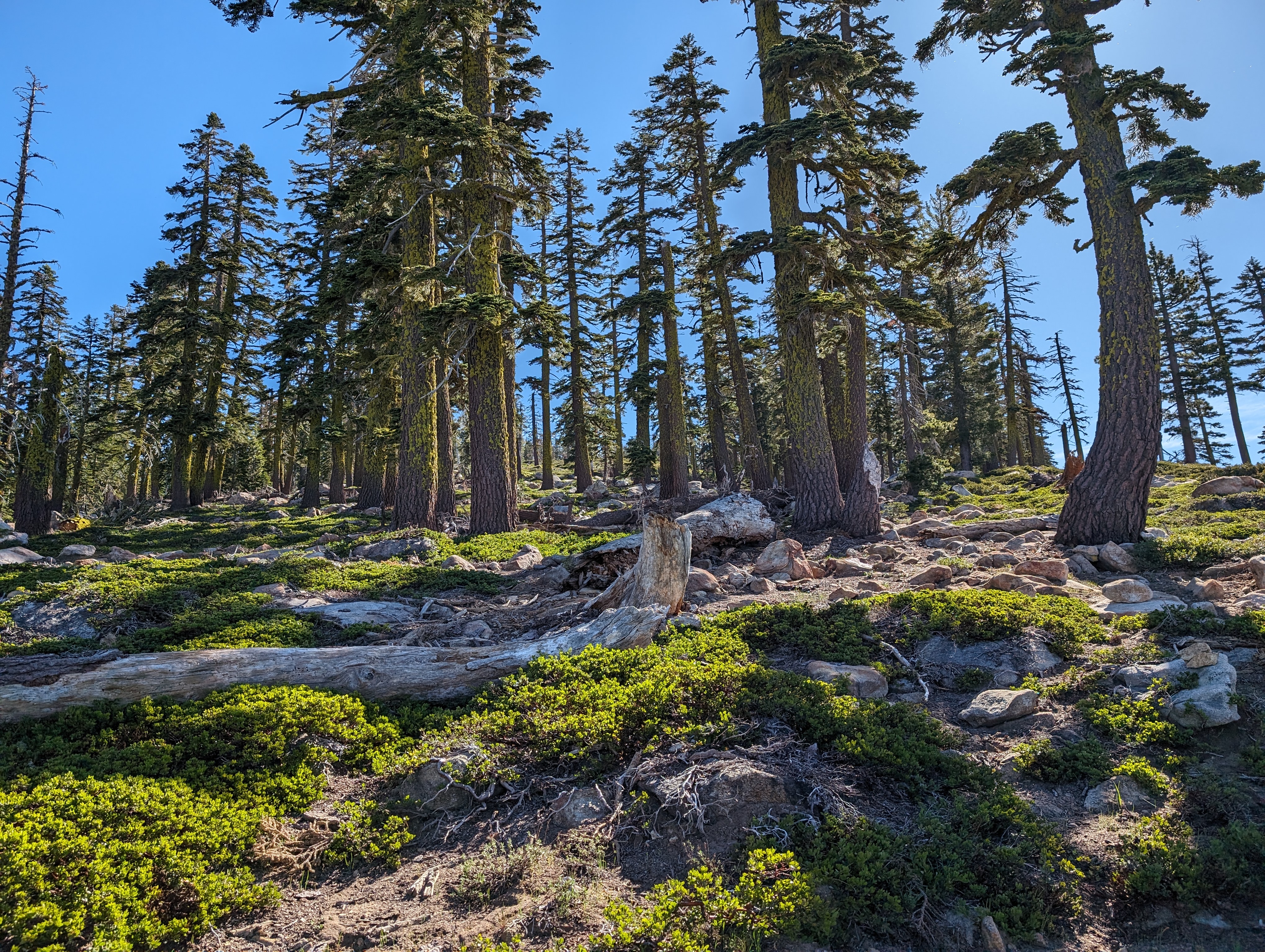 More open terrain above 8k feet