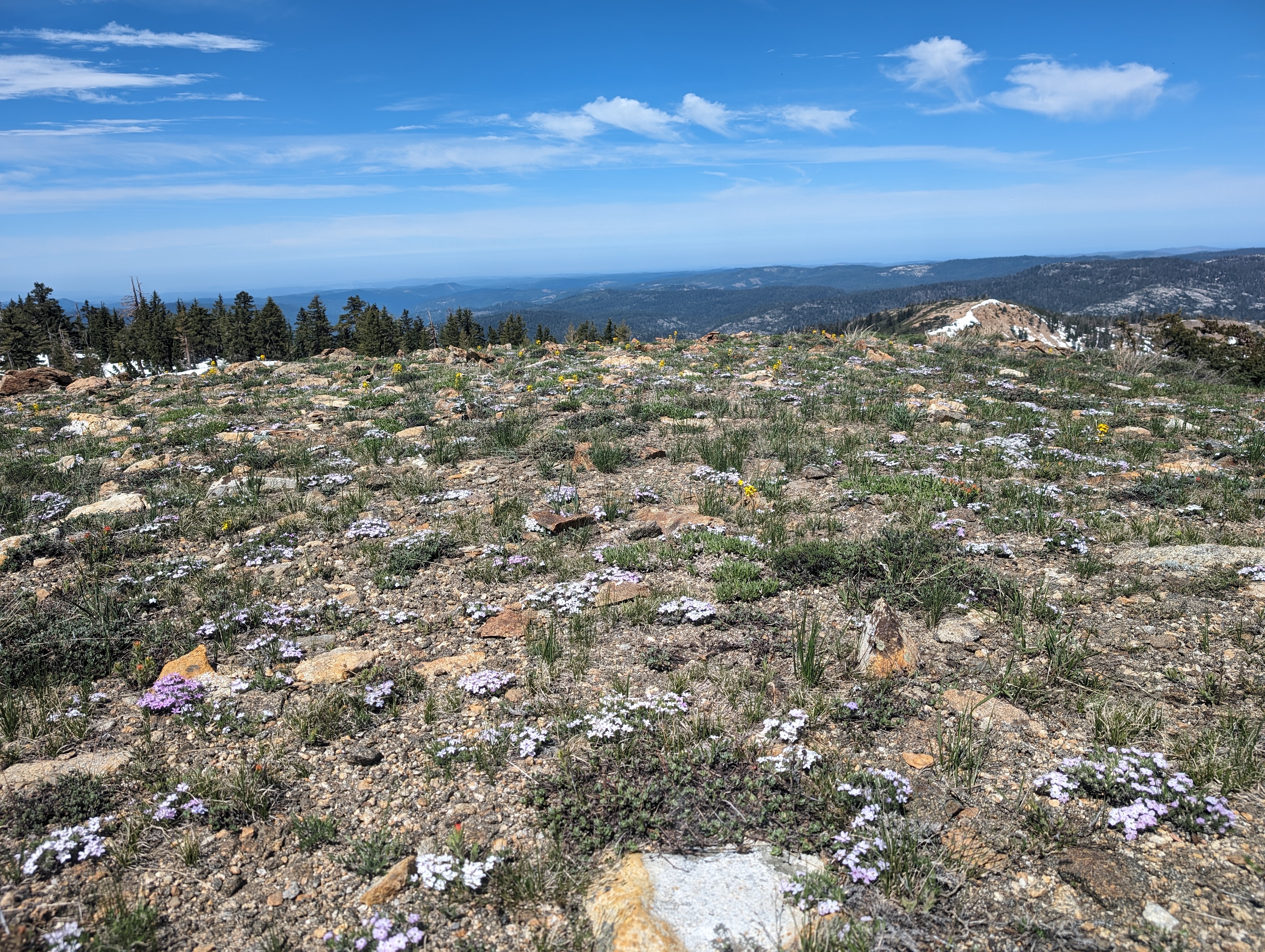 Nice wildflowers on the way down