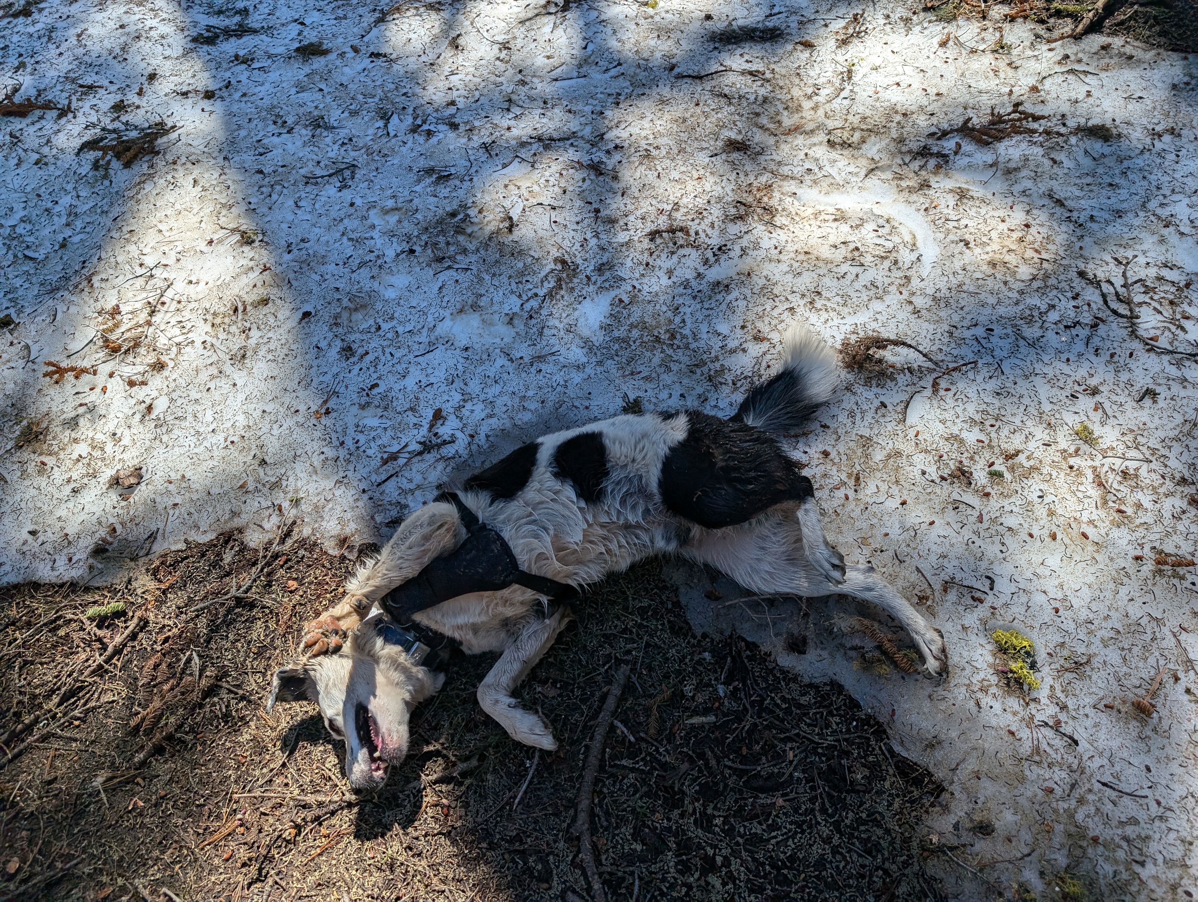 George cooling off in the snow