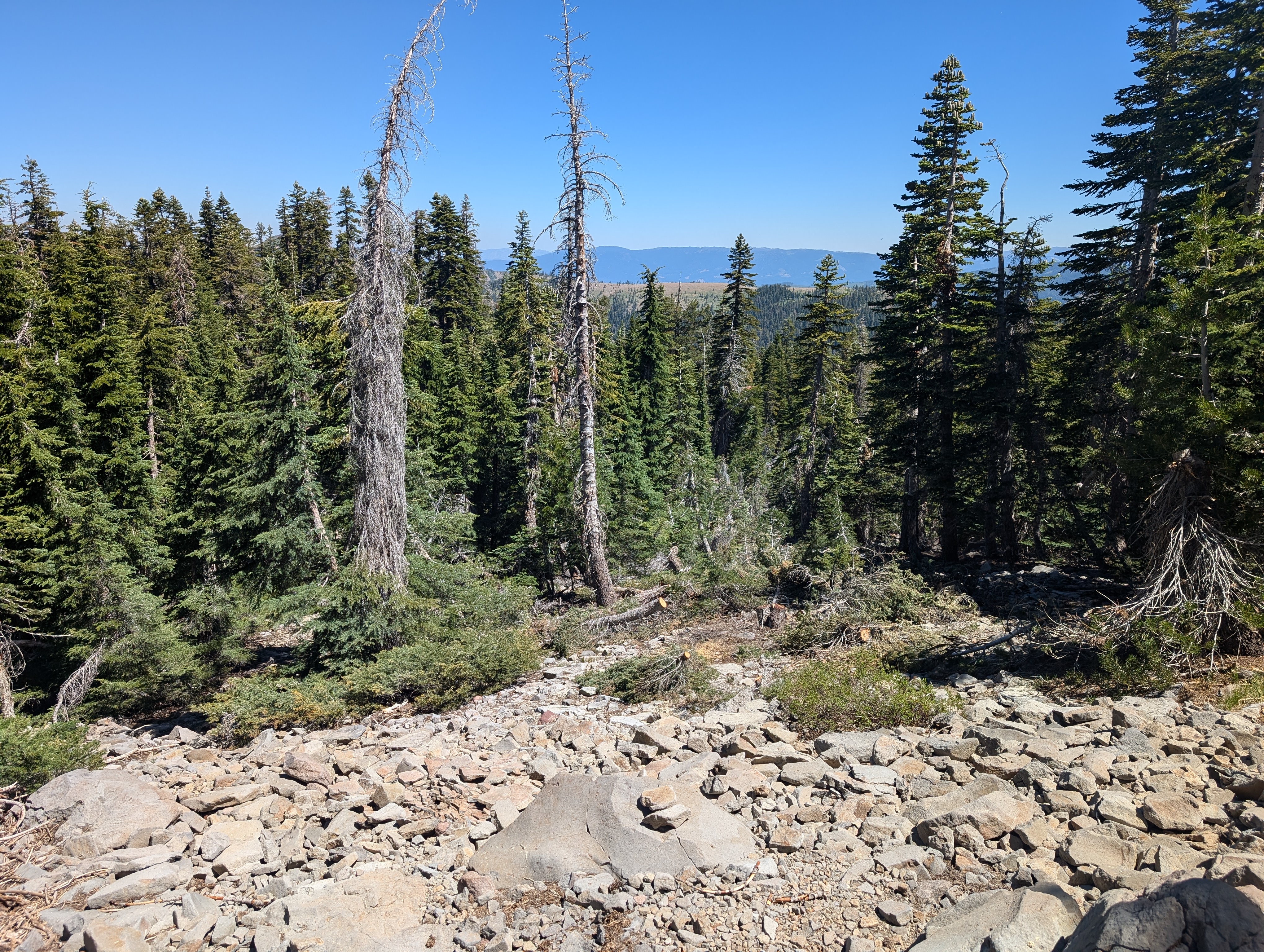 A strange place to cut trees down