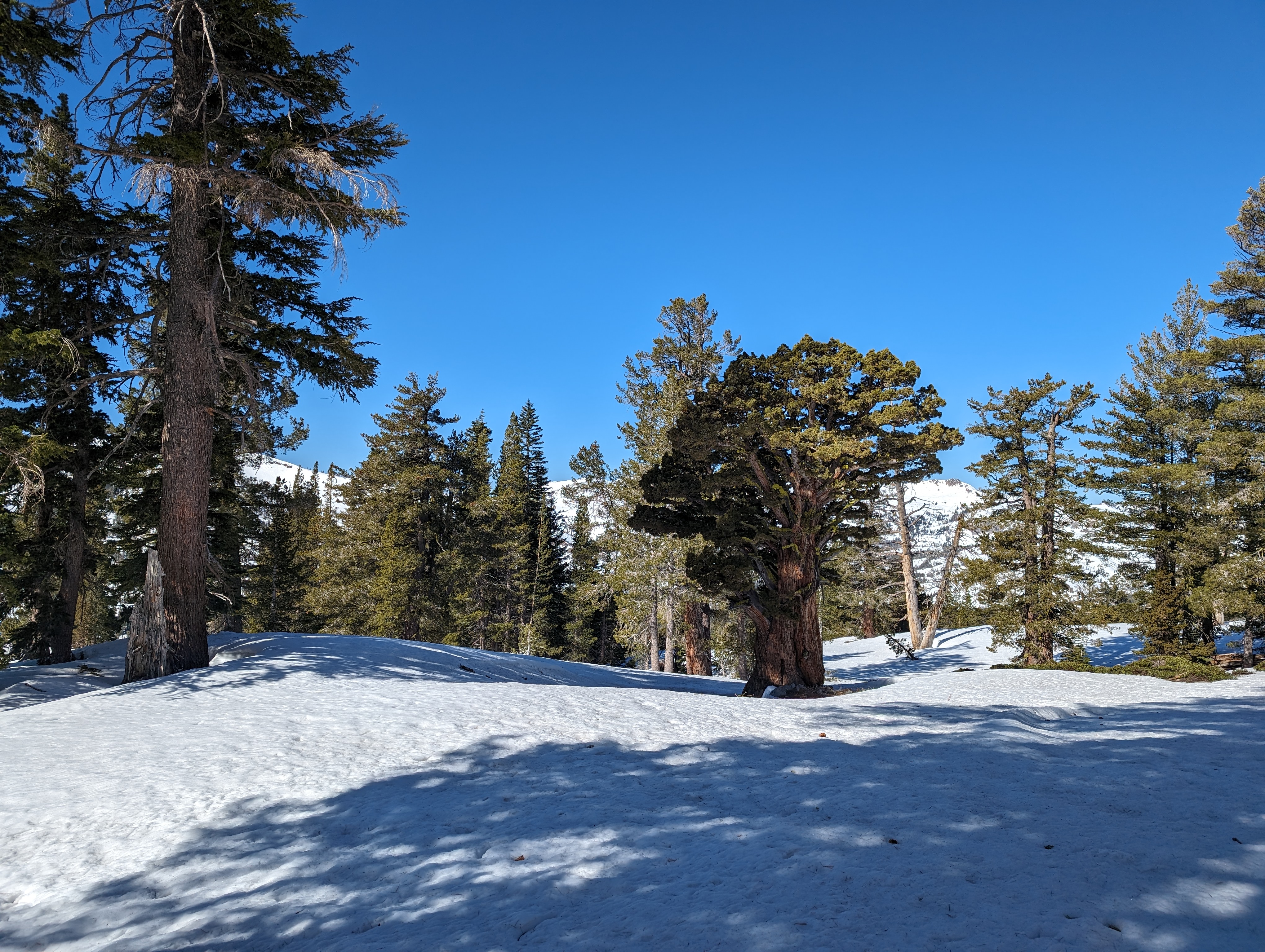 One of many short but stout Junipers I saw