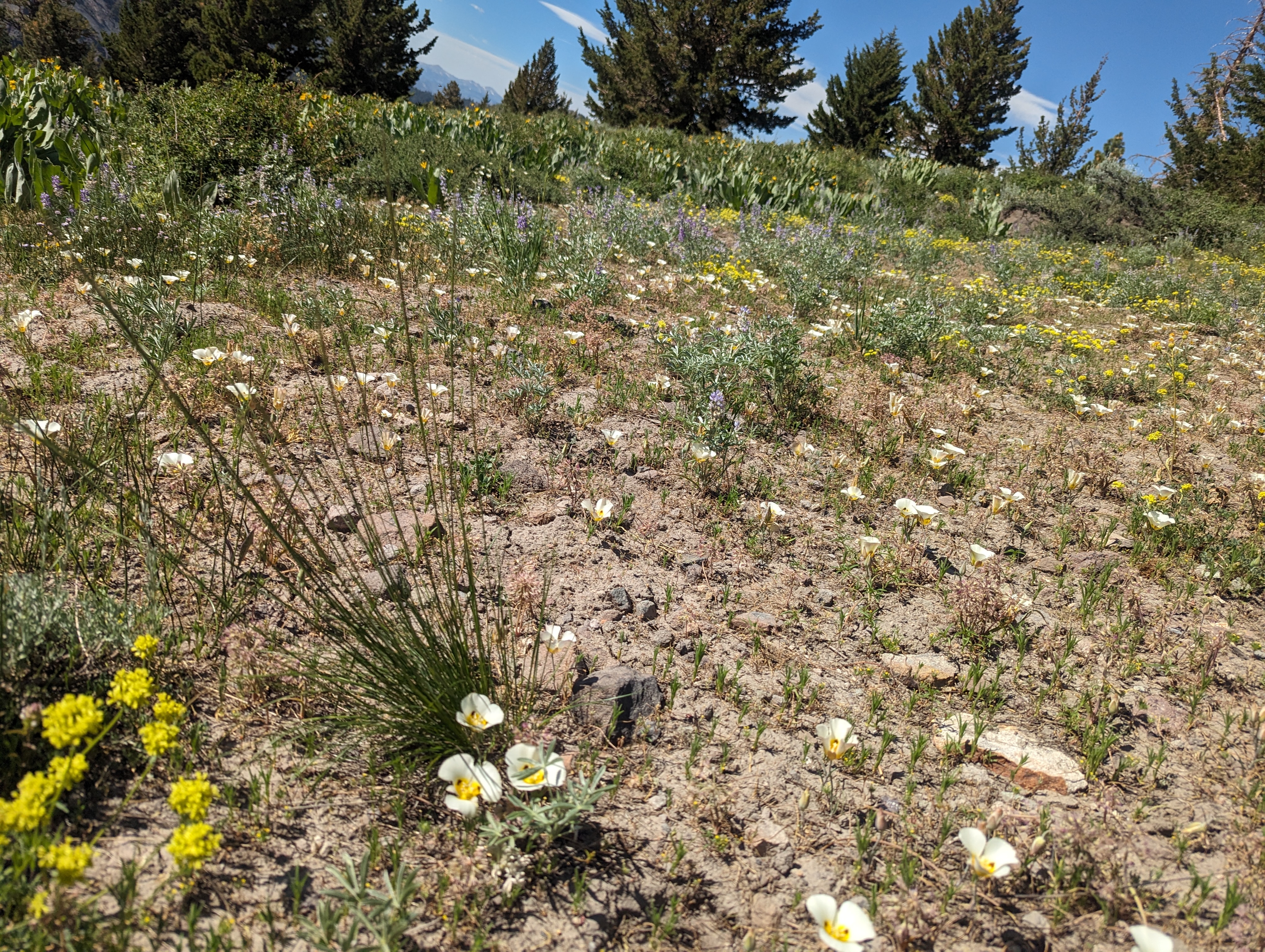 Wildflowers lower down