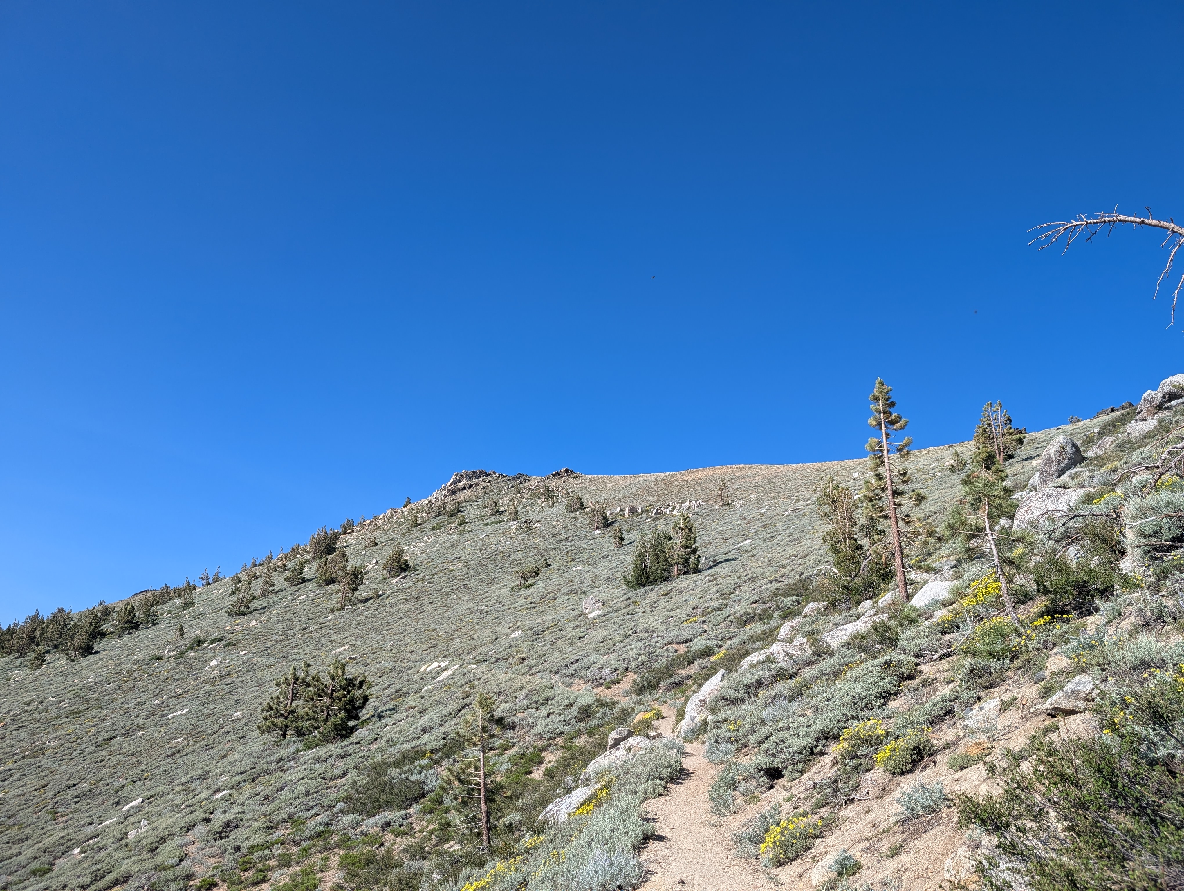 The trail nearing the summit