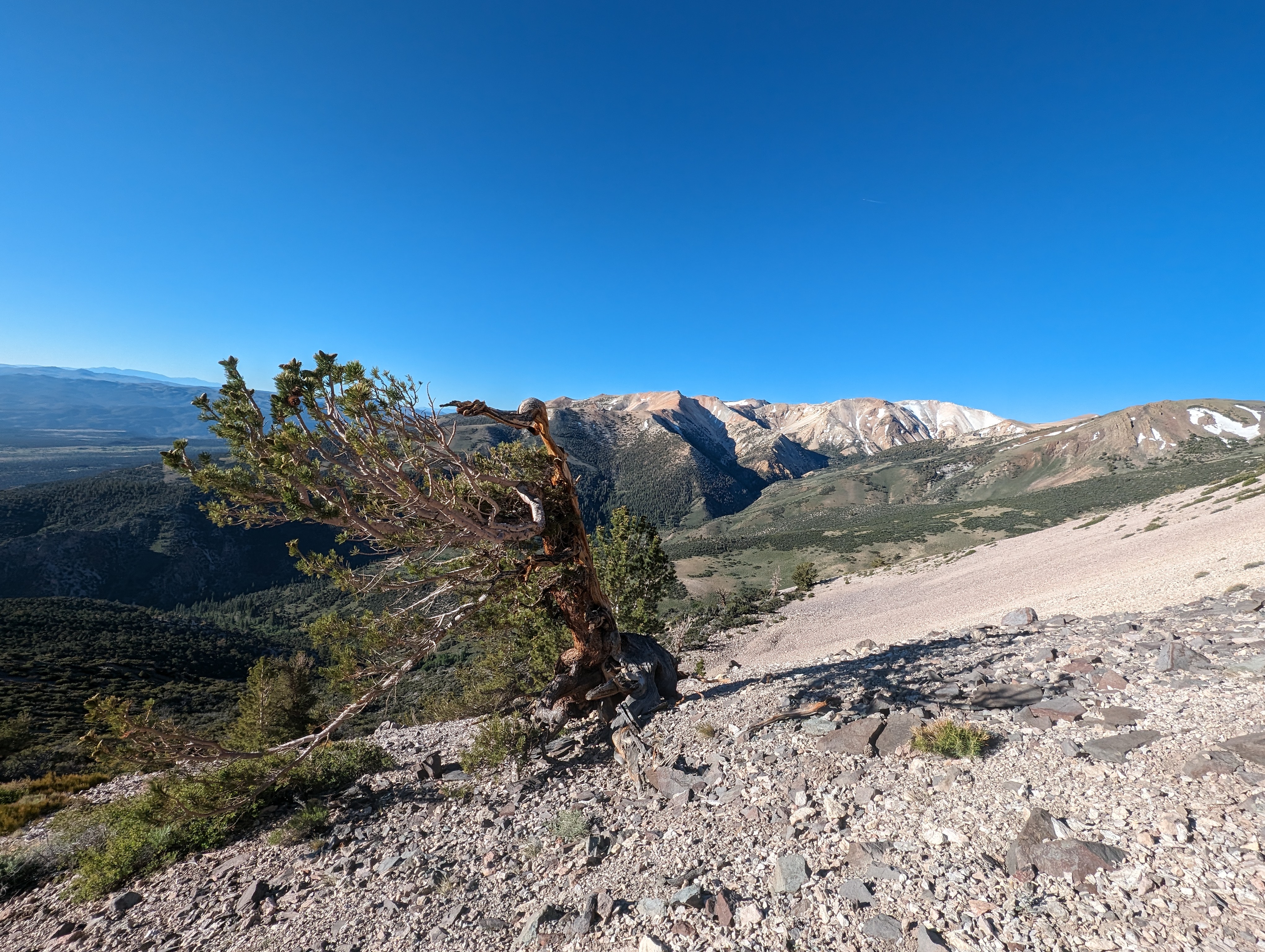 A Bristlecone Pine, Patterson again in the background