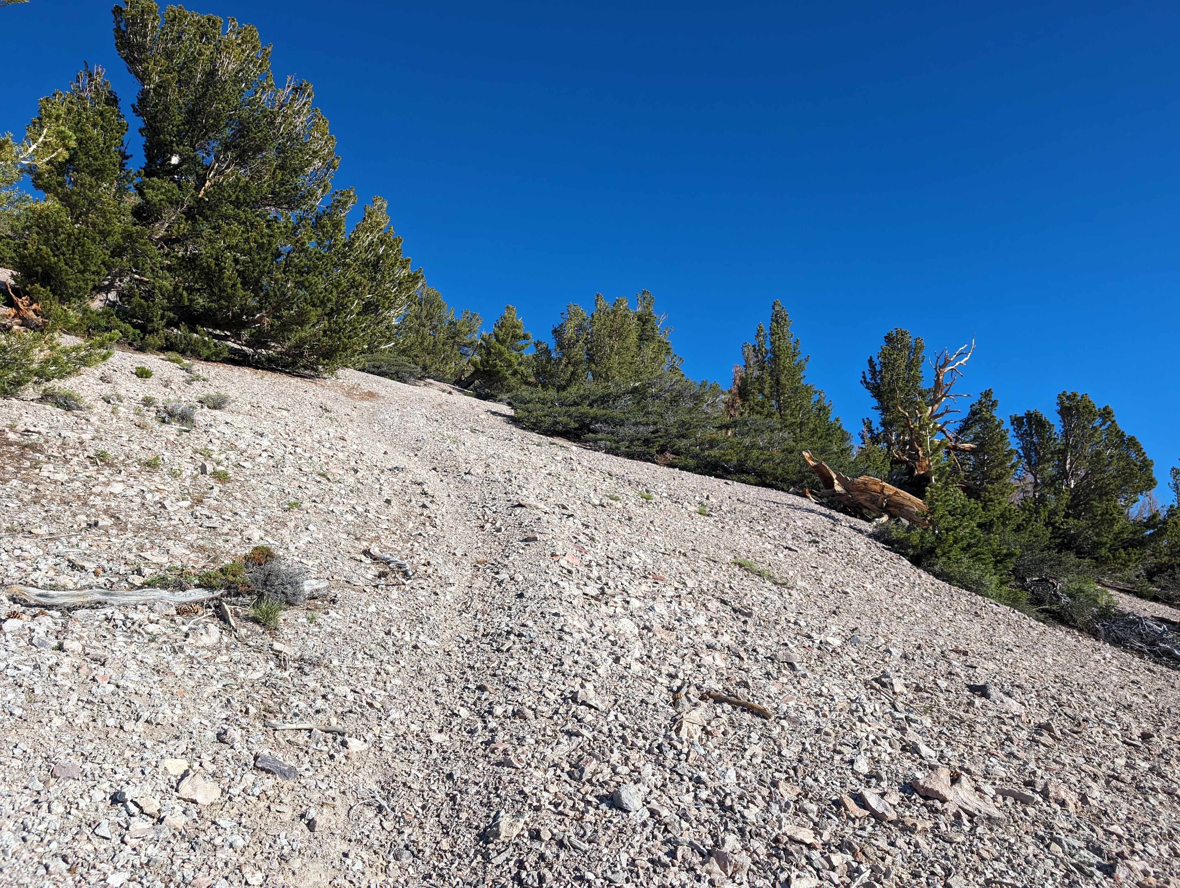 The trail through the trees