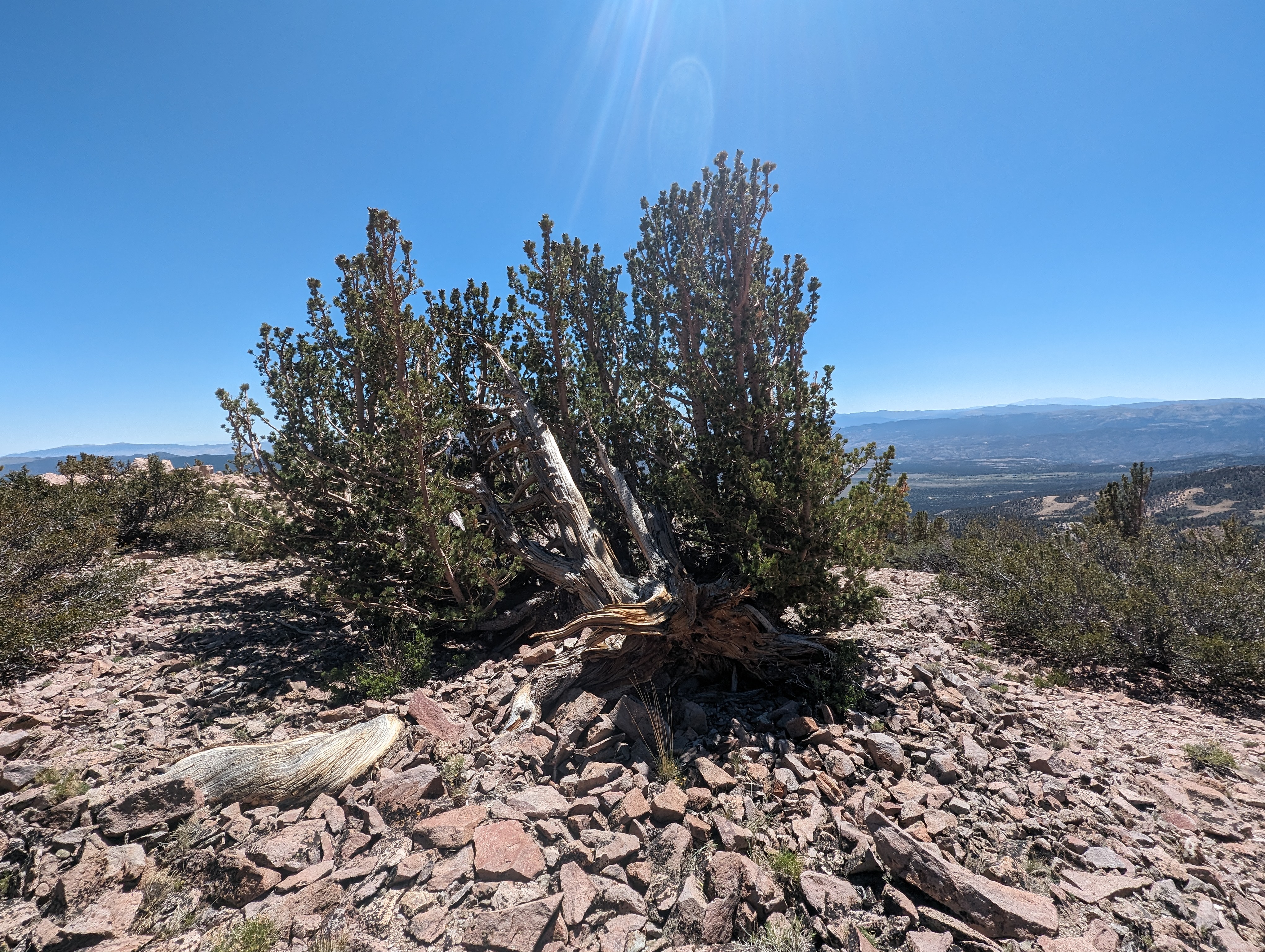 An uprooted, yet completely healthy Bristlecone