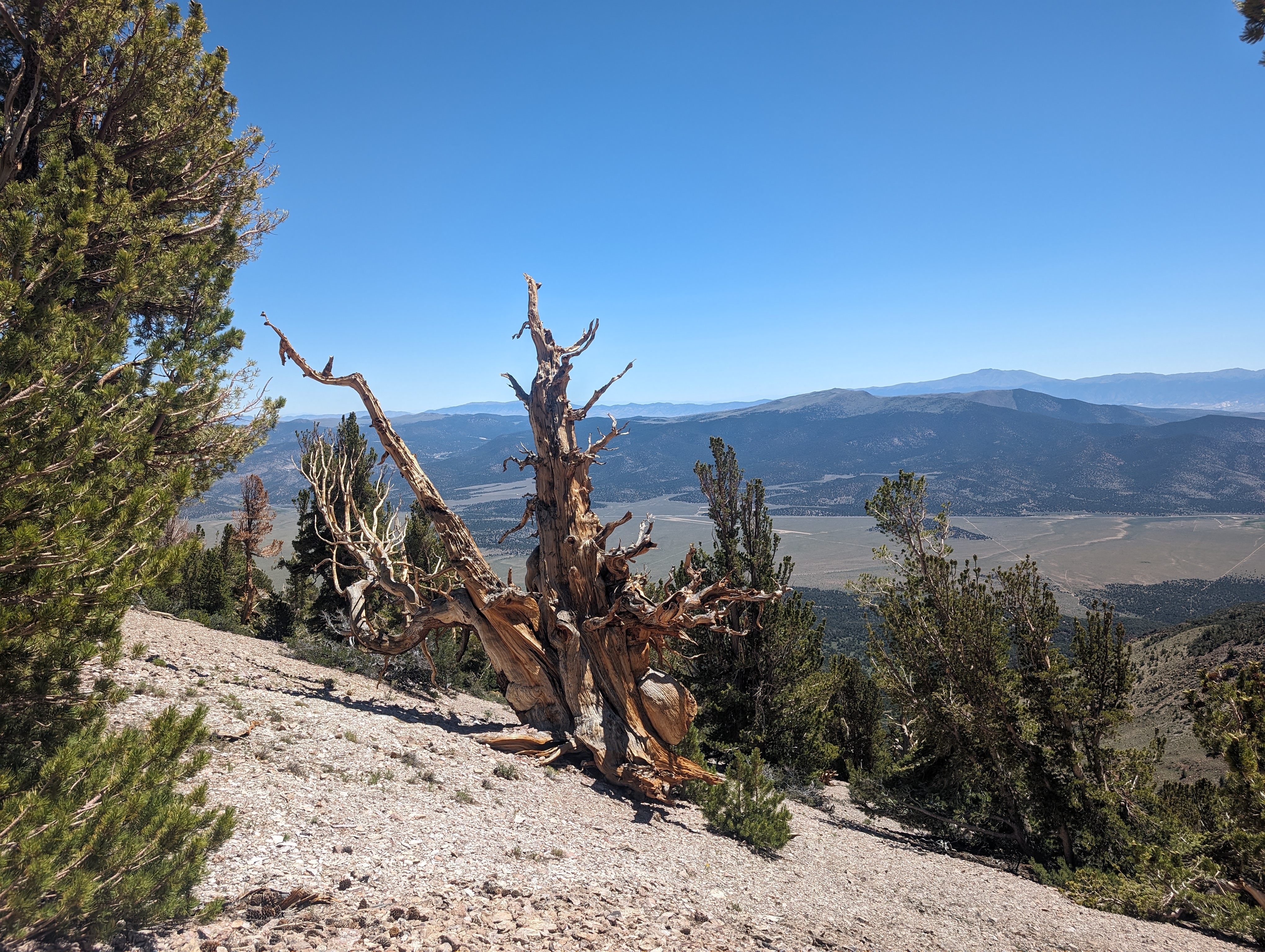 This tree was probably alive in the BC era