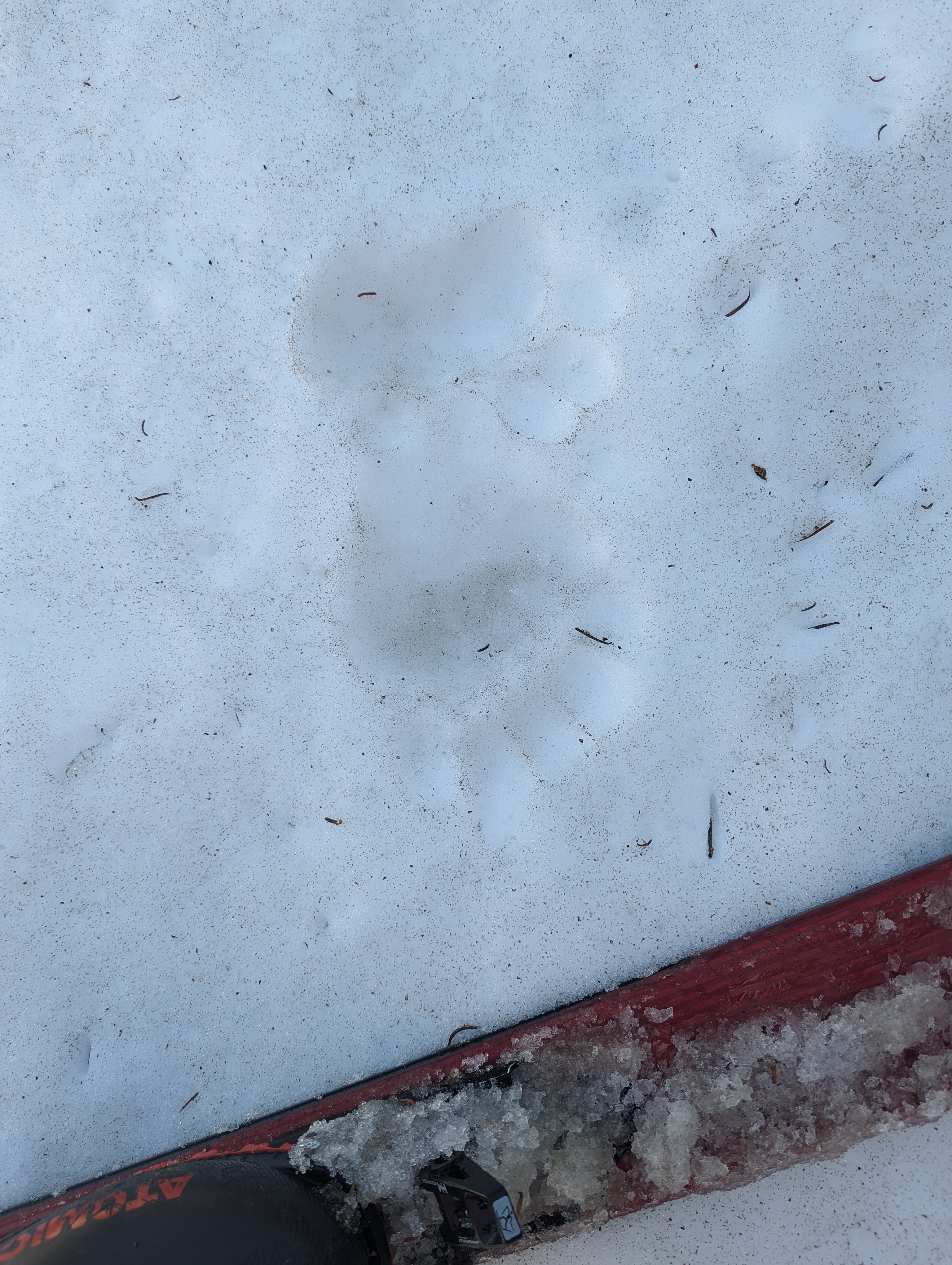 Bear tracks, just like I had seen across the canyon on the way down from Ellis Peak