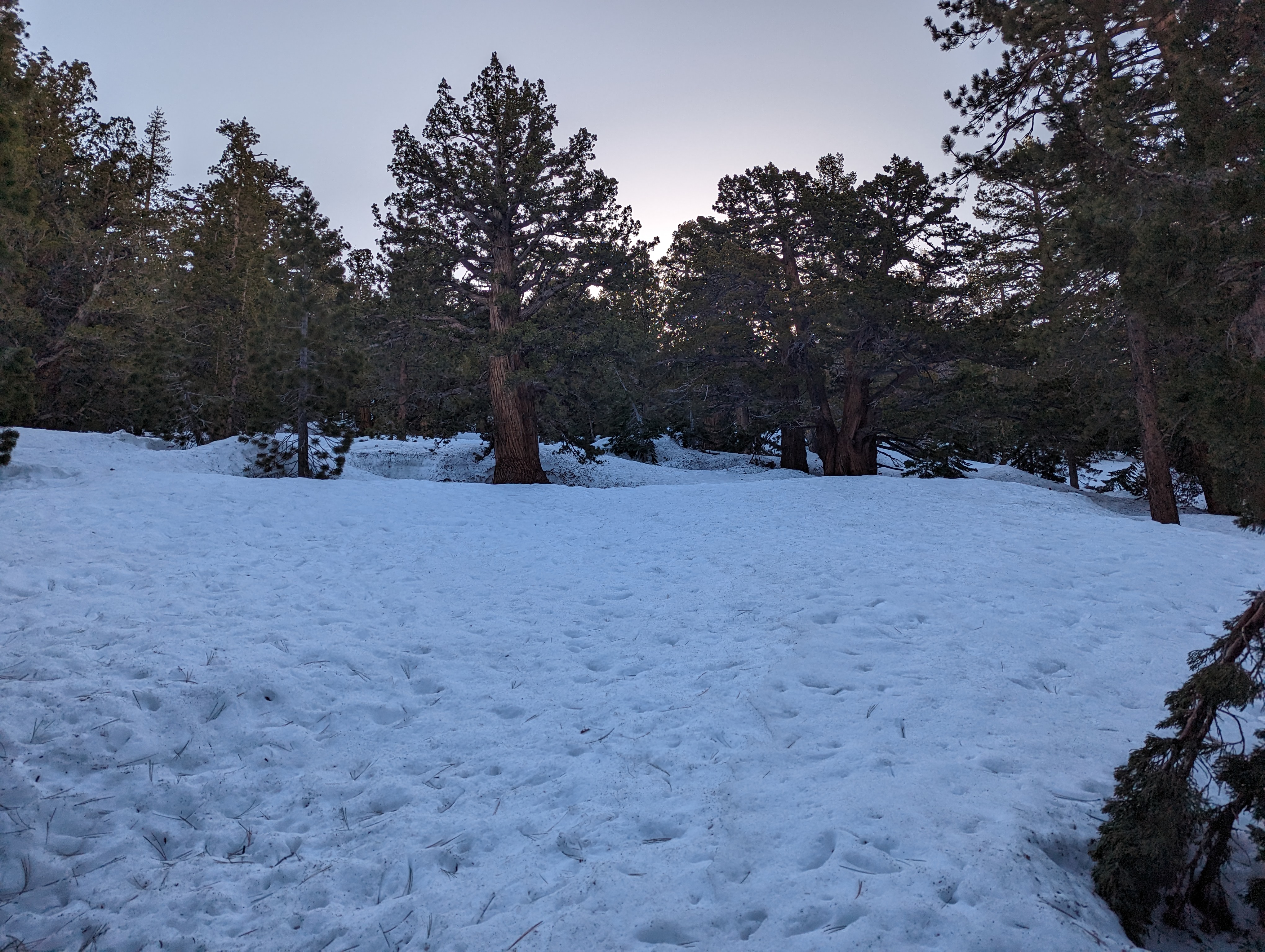 Junipers on the east slope of the canyon