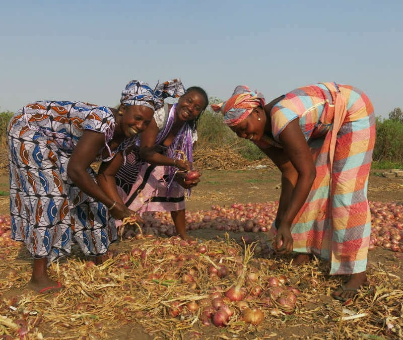 GIE Jigueenu Natangue School and Women’s Garden Water Project – Senegal