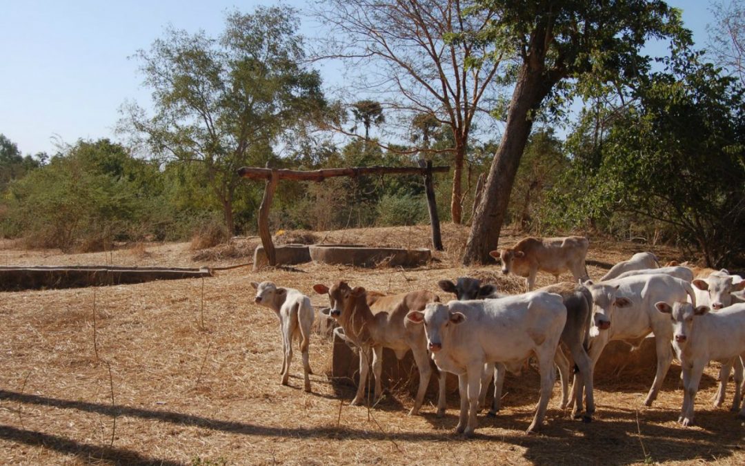 Well and School Garden Project – Senegal